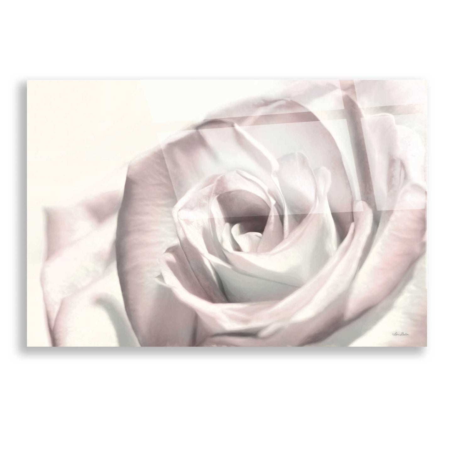 Epic Art 'Blush Rose I' by Lori Deiter, Acrylic Glass Wall Art,16x12