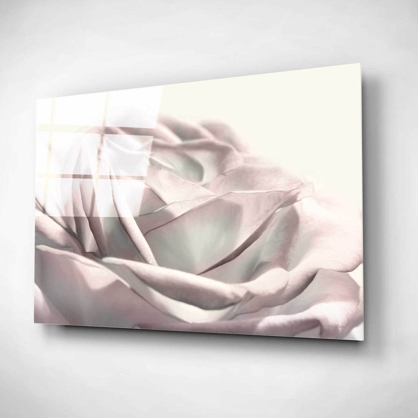Epic Art 'Blush Rose II' by Lori Deiter, Acrylic Glass Wall Art,16x12