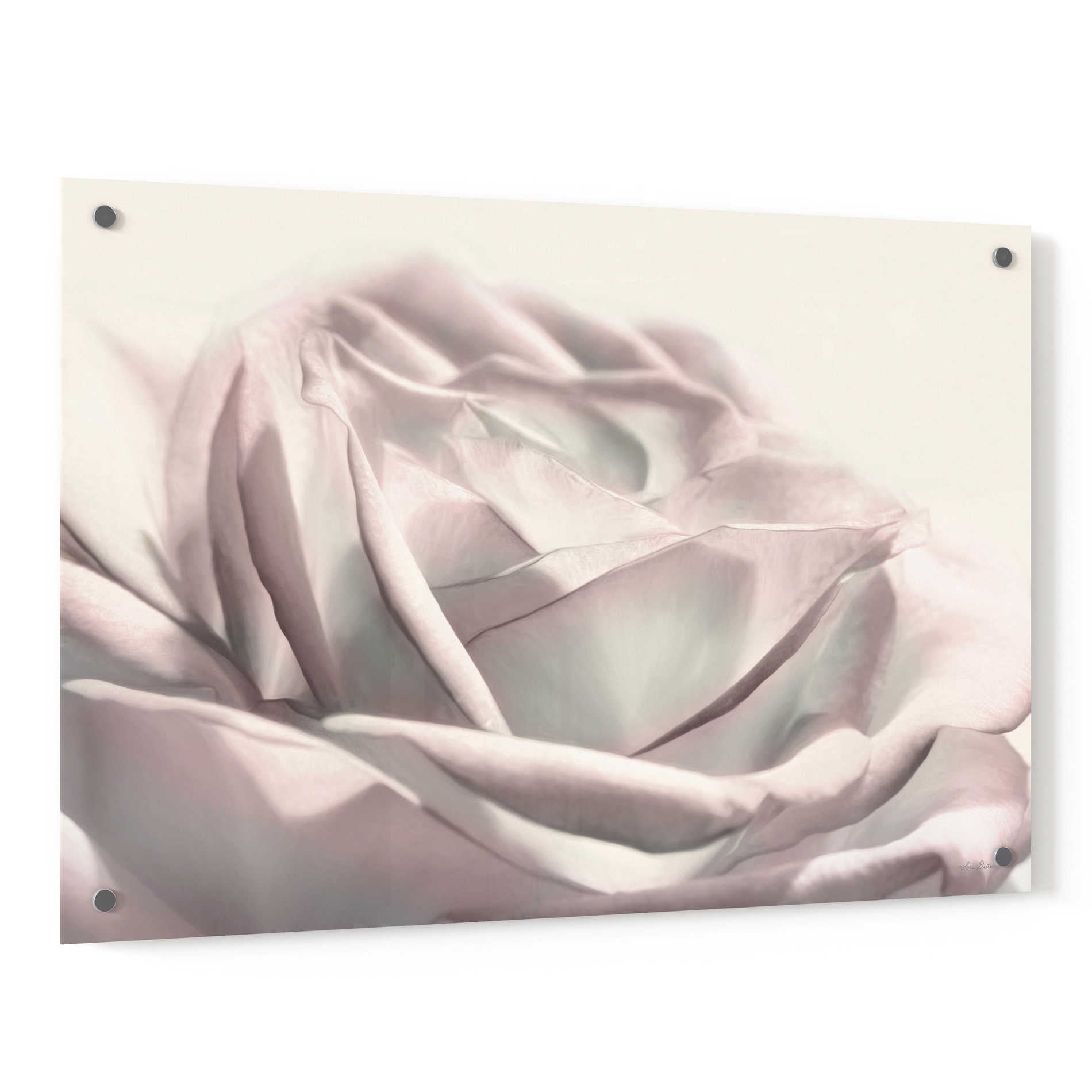 Epic Art 'Blush Rose II' by Lori Deiter, Acrylic Glass Wall Art,36x24