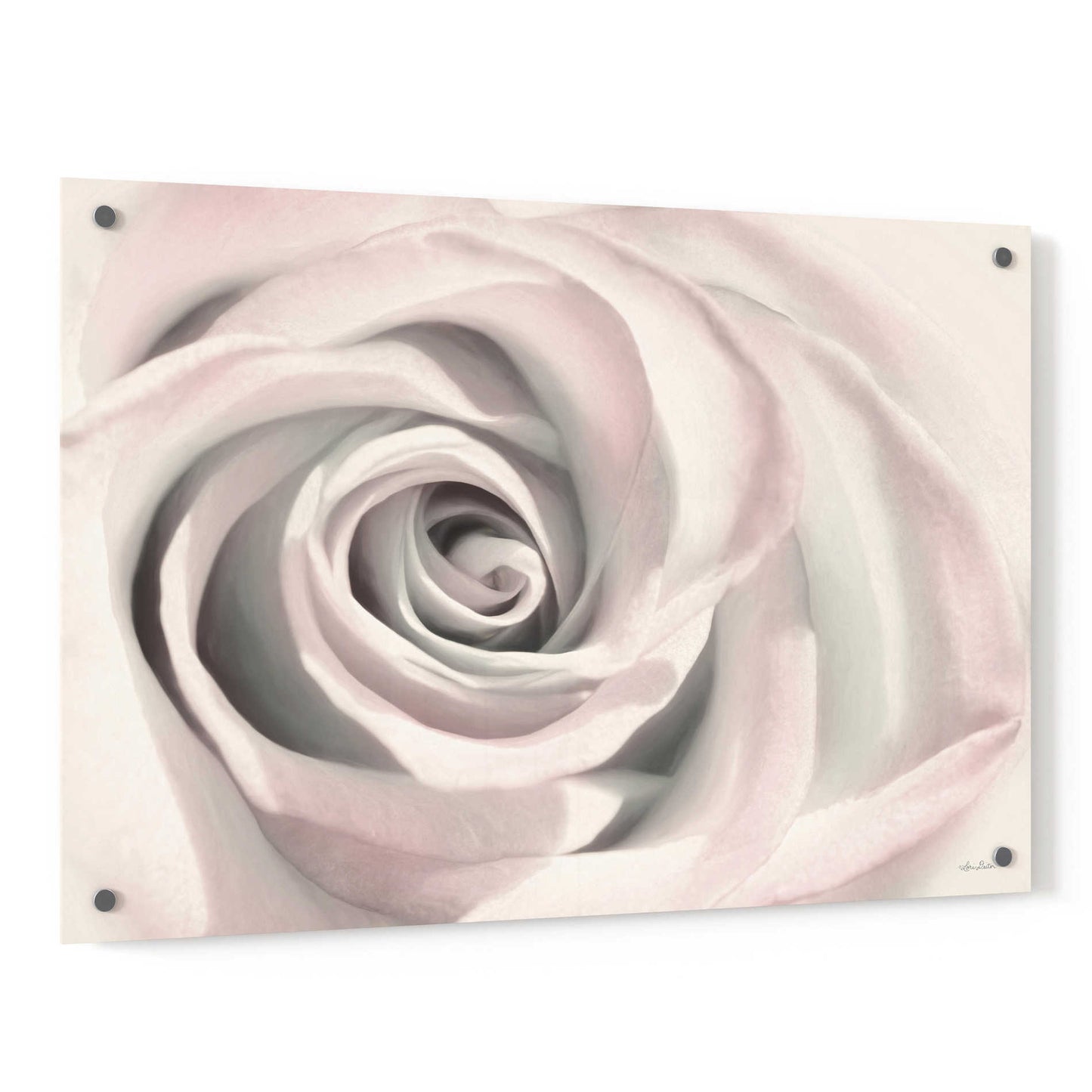 Epic Art 'Blush Rose III' by Lori Deiter, Acrylic Glass Wall Art,36x24