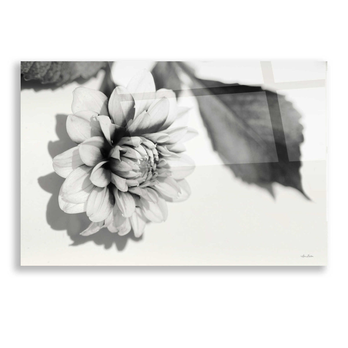 Epic Art 'White Dahlia I' by Lori Deiter, Acrylic Glass Wall Art