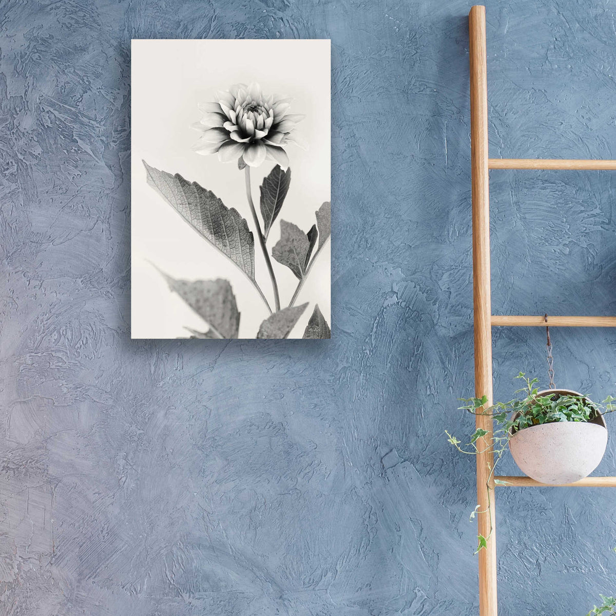 Epic Art 'White Dahlia II' by Lori Deiter, Acrylic Glass Wall Art,16x24