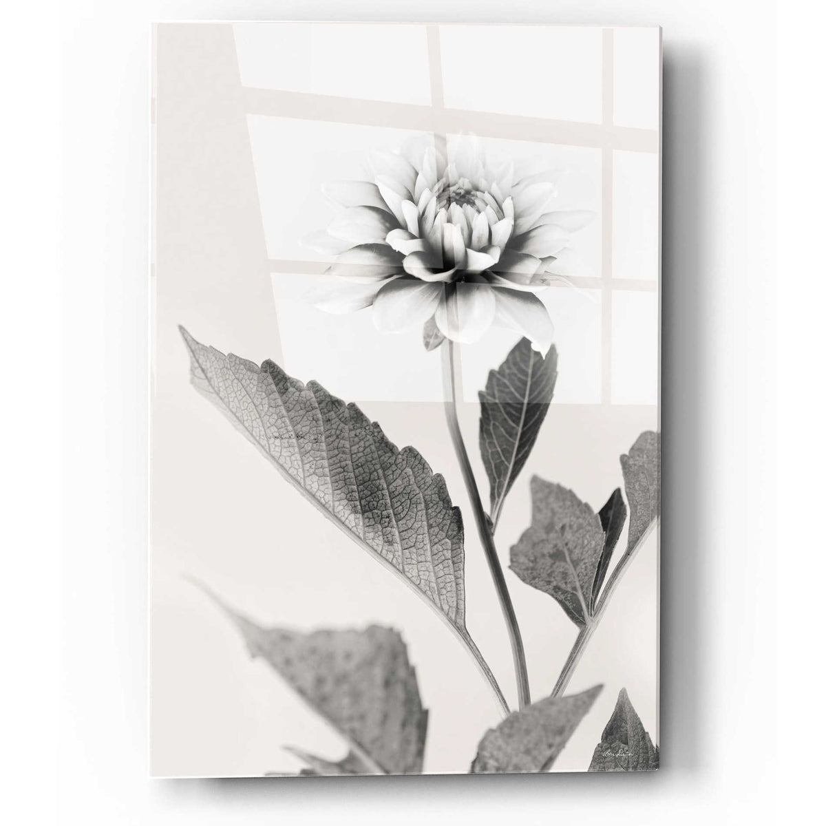 Epic Art 'White Dahlia II' by Lori Deiter, Acrylic Glass Wall Art