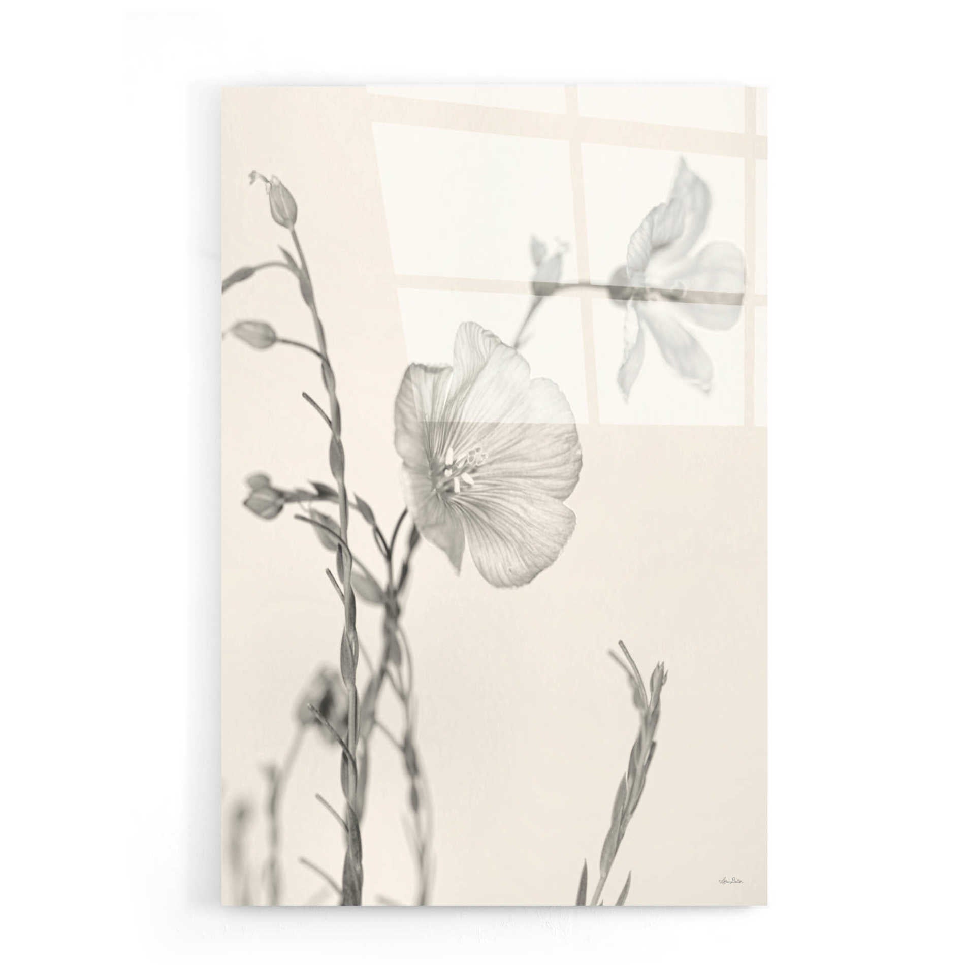 Epic Art 'Faded Flower II' by Lori Deiter, Acrylic Glass Wall Art,16x24
