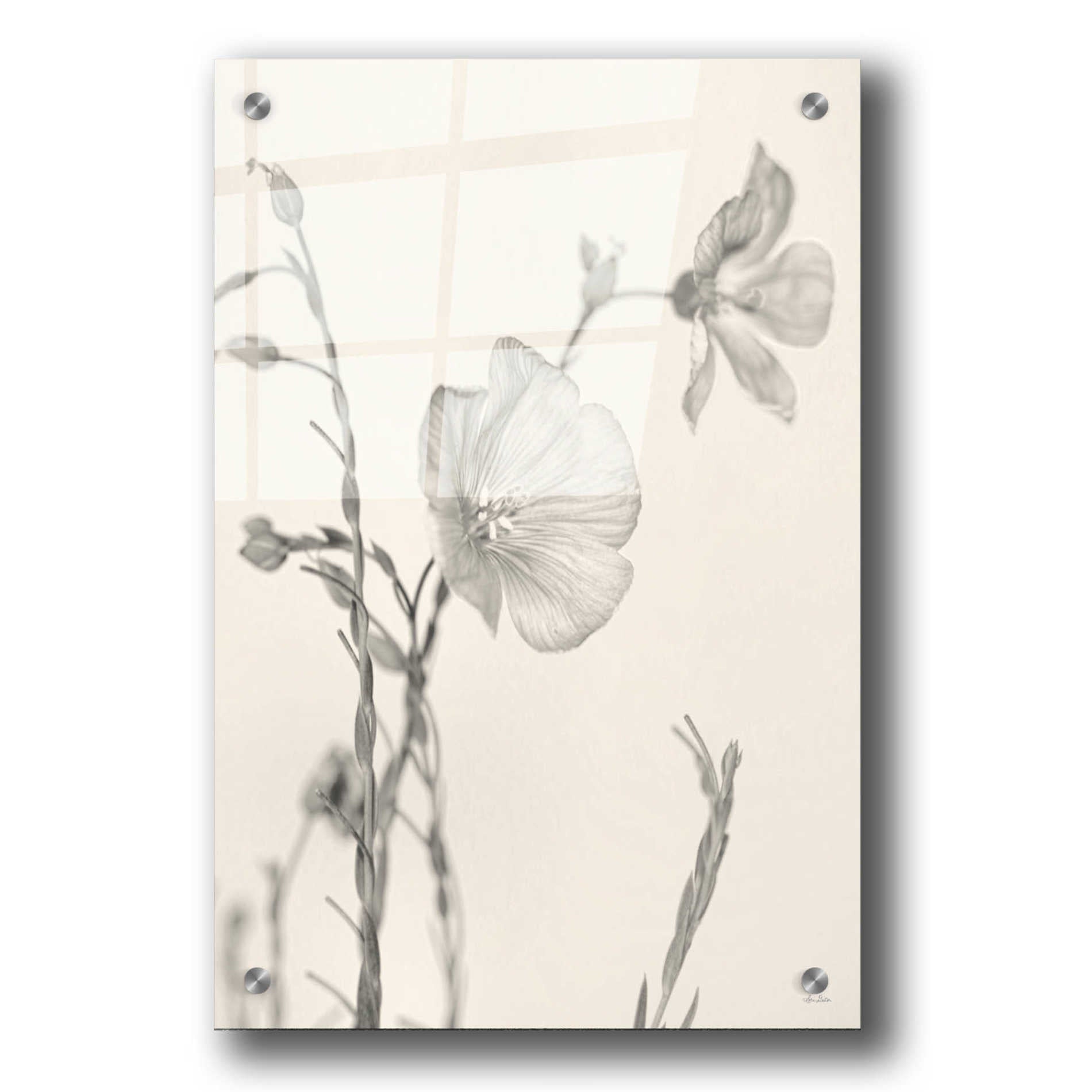 Epic Art 'Faded Flower II' by Lori Deiter, Acrylic Glass Wall Art,24x36