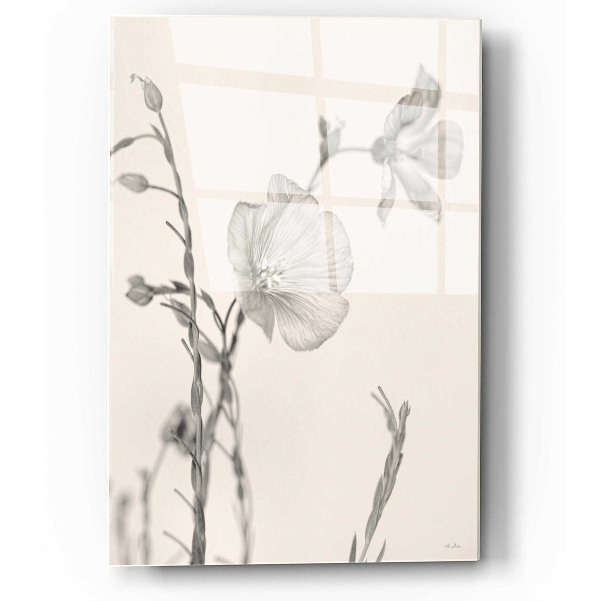 Epic Art 'Faded Flower II' by Lori Deiter, Acrylic Glass Wall Art