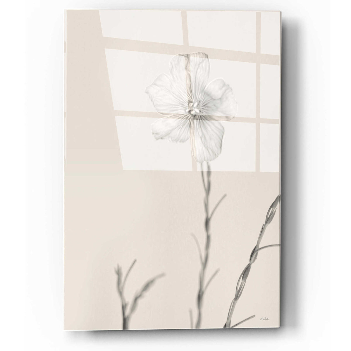 Epic Art 'Faded Flower III' by Lori Deiter, Acrylic Glass Wall Art