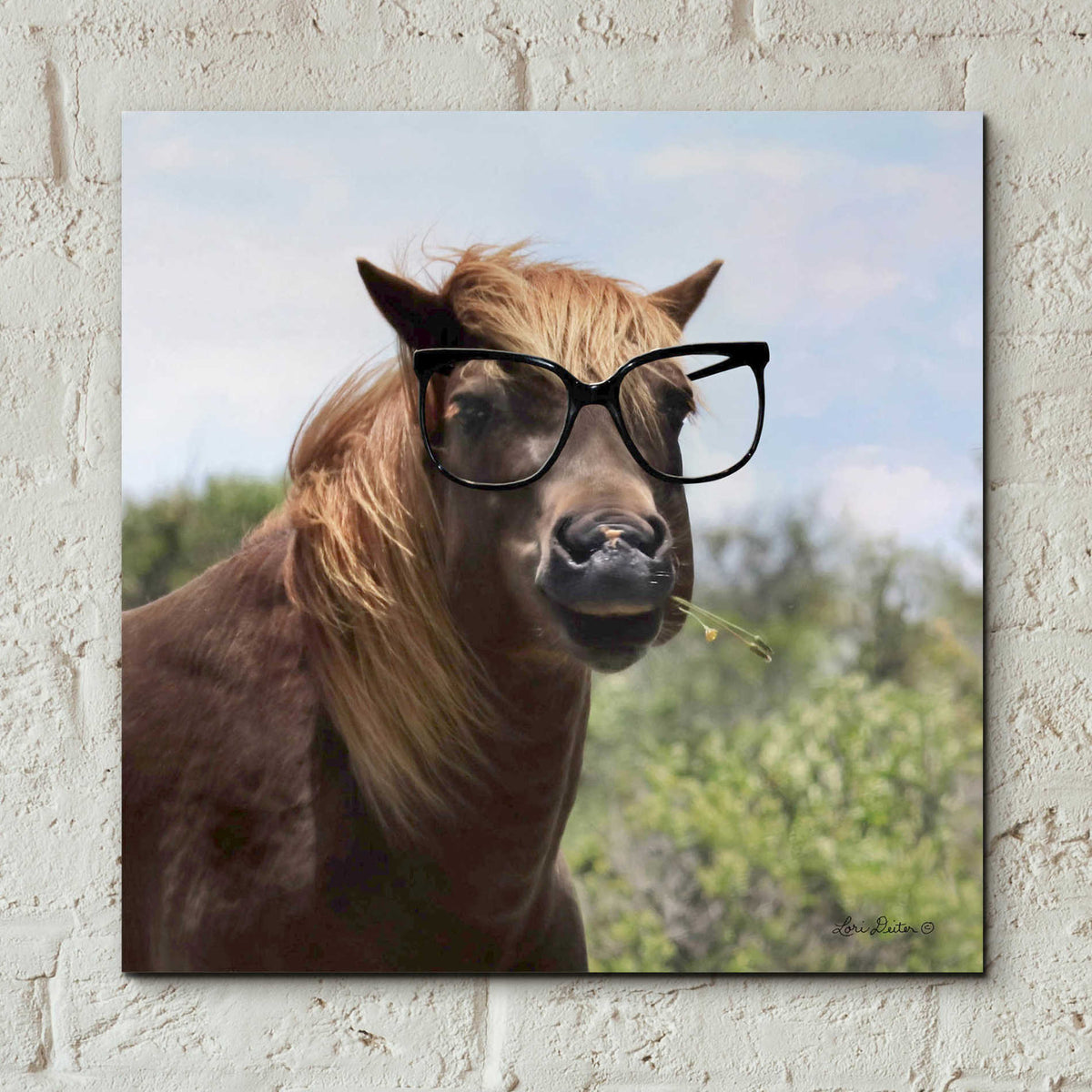 Epic Art 'Let Your Horse Do the Thinking' by Lori Deiter, Acrylic Glass Wall Art,12x12