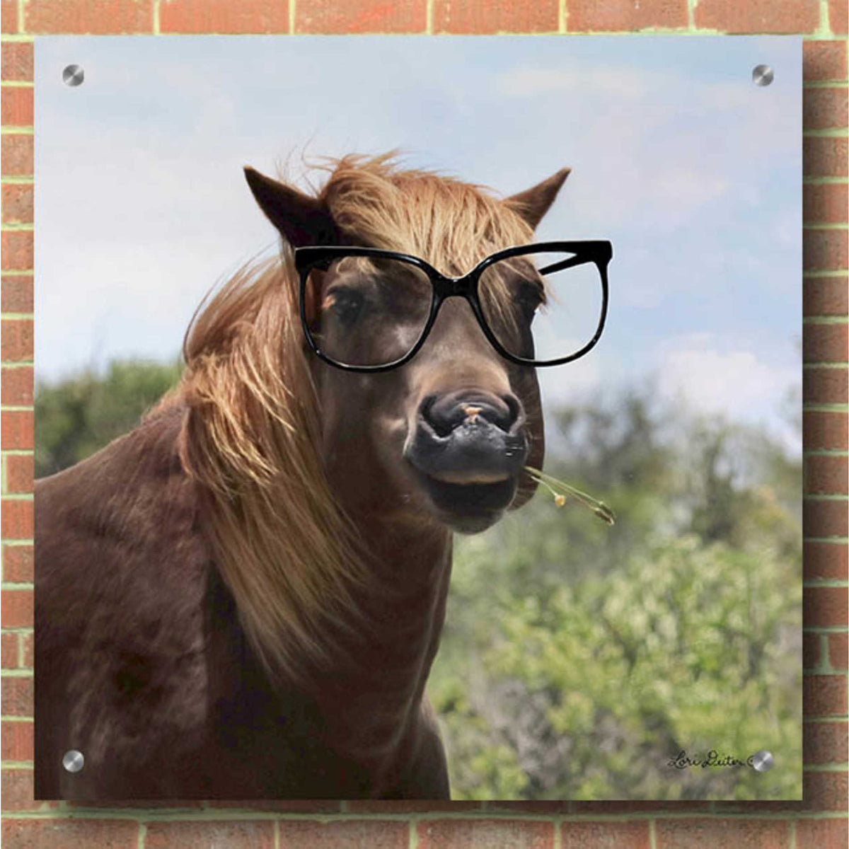 Epic Art 'Let Your Horse Do the Thinking' by Lori Deiter, Acrylic Glass Wall Art,36x36