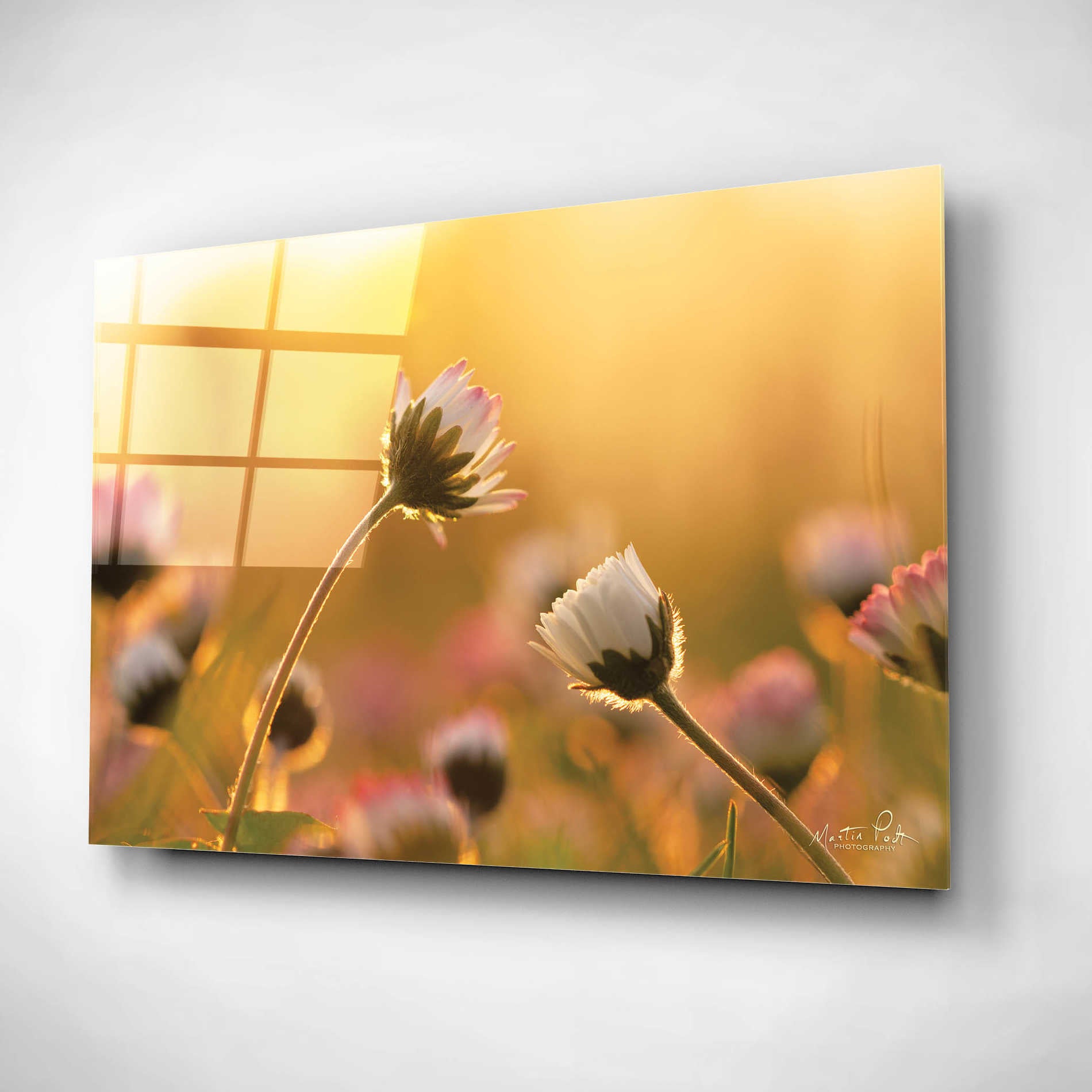 Epic Art 'Daisies' by Martin Podt, Acrylic Glass Wall Art,16x12