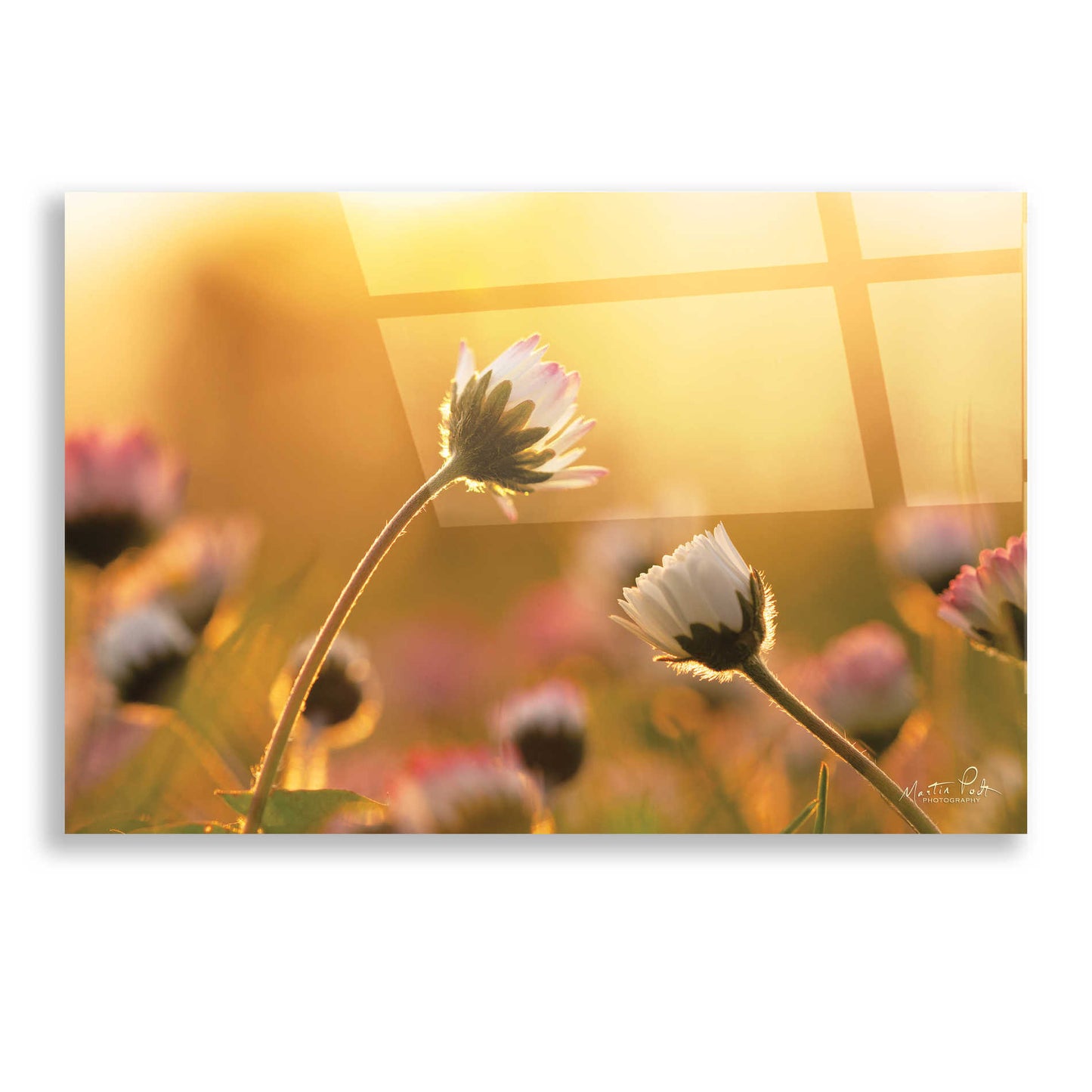 Epic Art 'Daisies' by Martin Podt, Acrylic Glass Wall Art,16x12