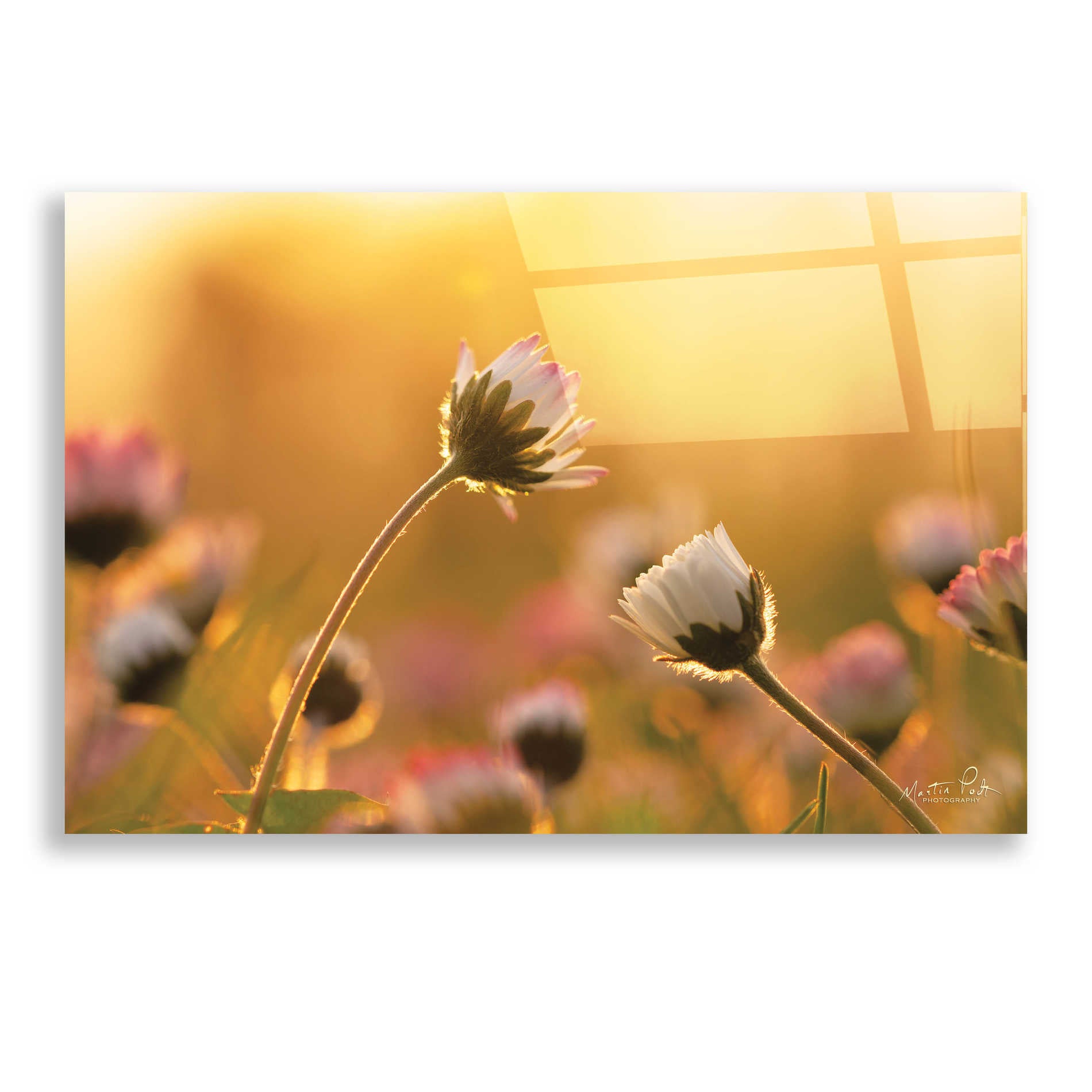 Epic Art 'Daisies' by Martin Podt, Acrylic Glass Wall Art,24x16