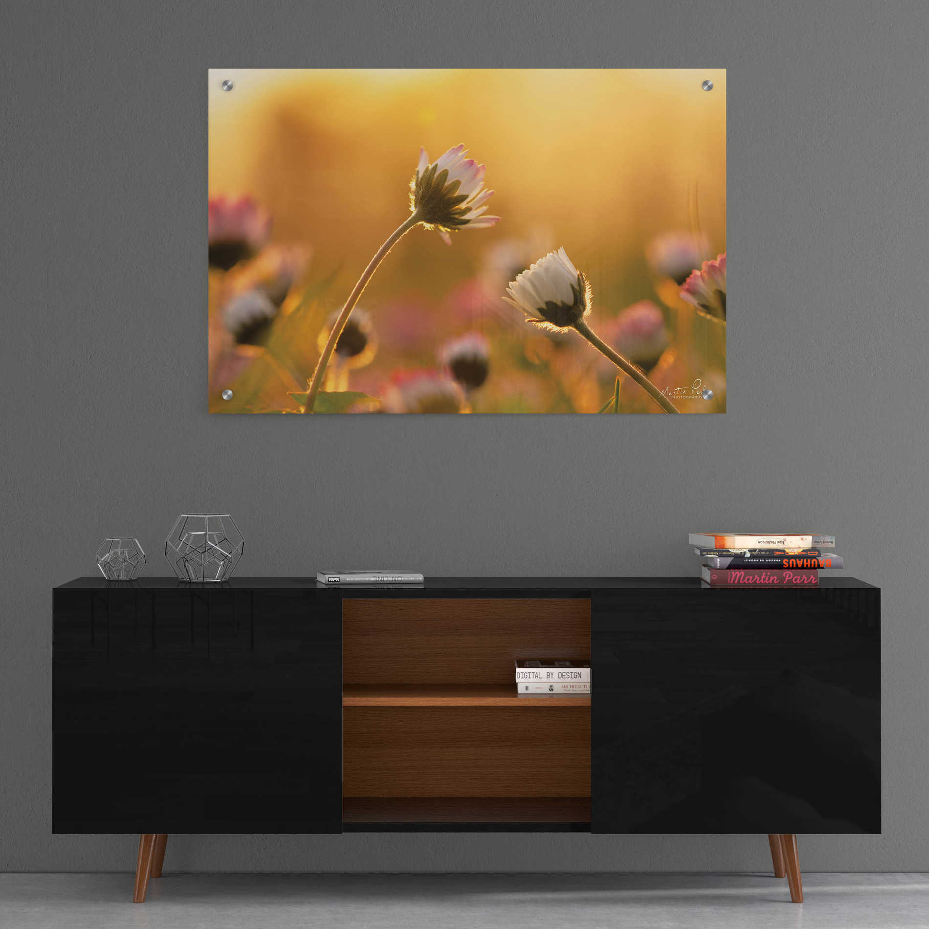 Epic Art 'Daisies' by Martin Podt, Acrylic Glass Wall Art,36x24