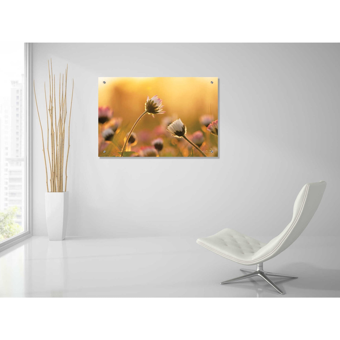 Epic Art 'Daisies' by Martin Podt, Acrylic Glass Wall Art,36x24