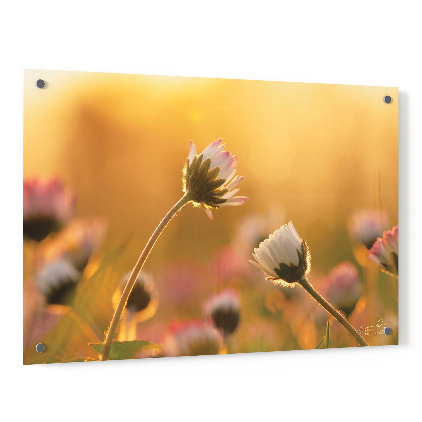 Epic Art 'Daisies' by Martin Podt, Acrylic Glass Wall Art,36x24