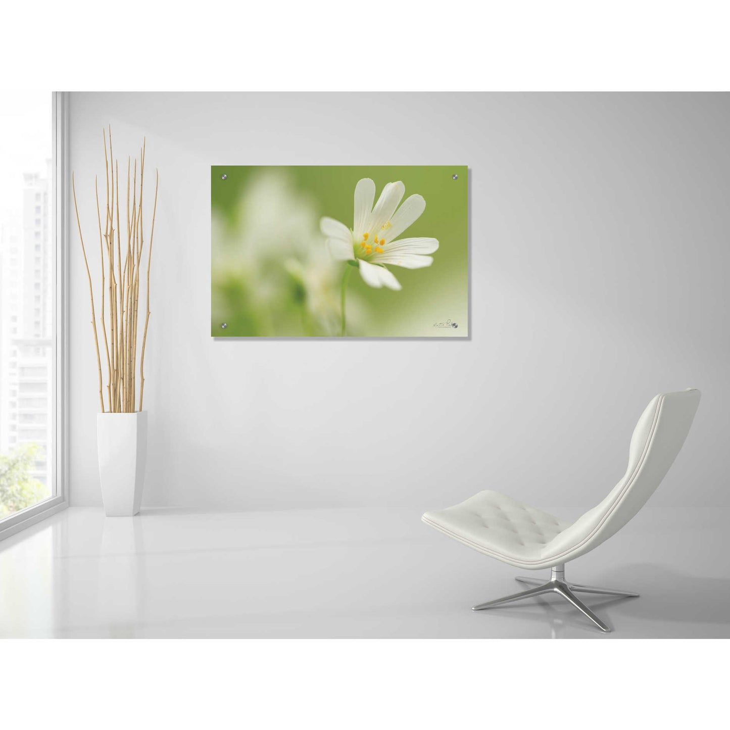 Epic Art 'Stellaria Holostea' by Martin Podt, Acrylic Glass Wall Art,36x24