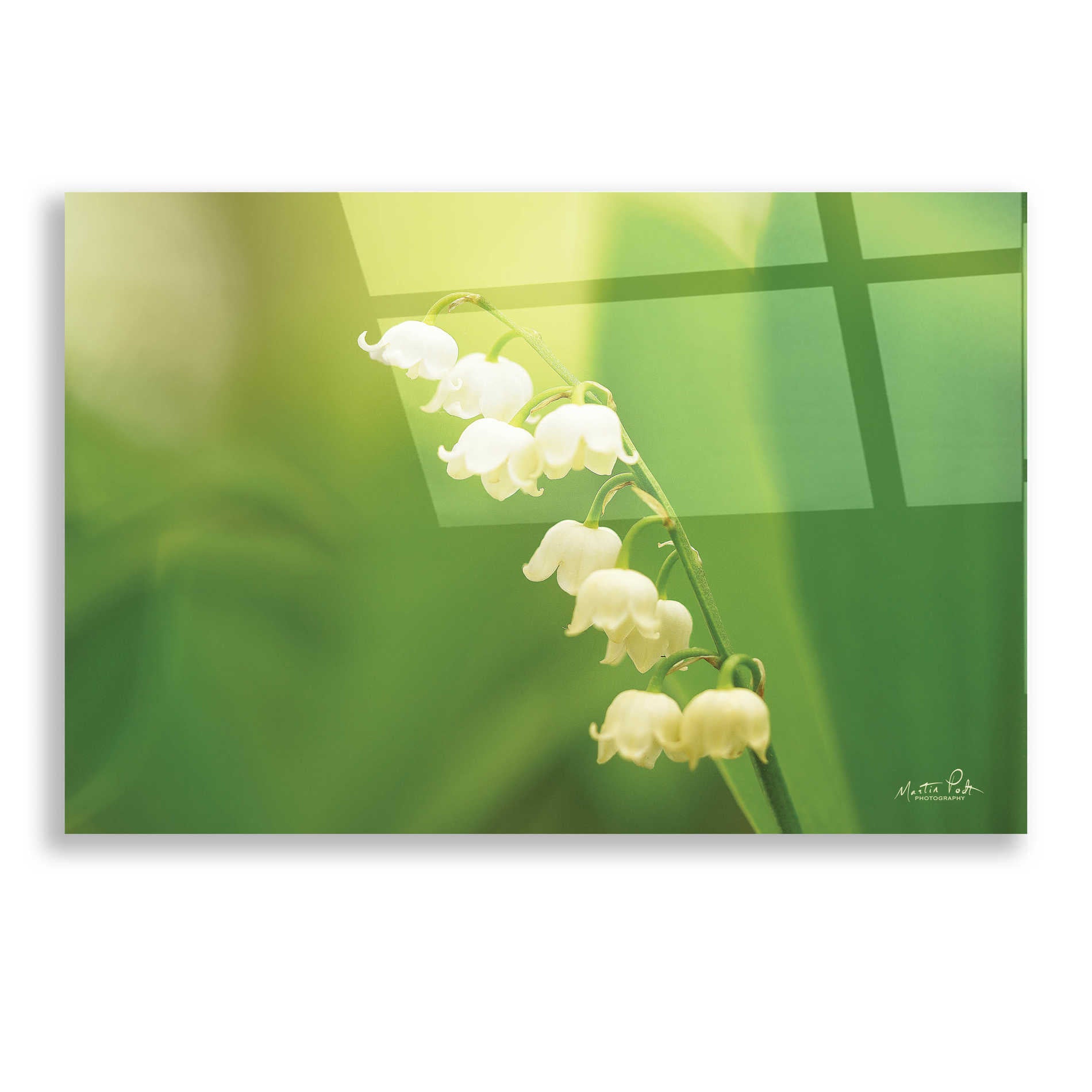 Epic Art 'Lily of the Valley' by Martin Podt, Acrylic Glass Wall Art,16x12