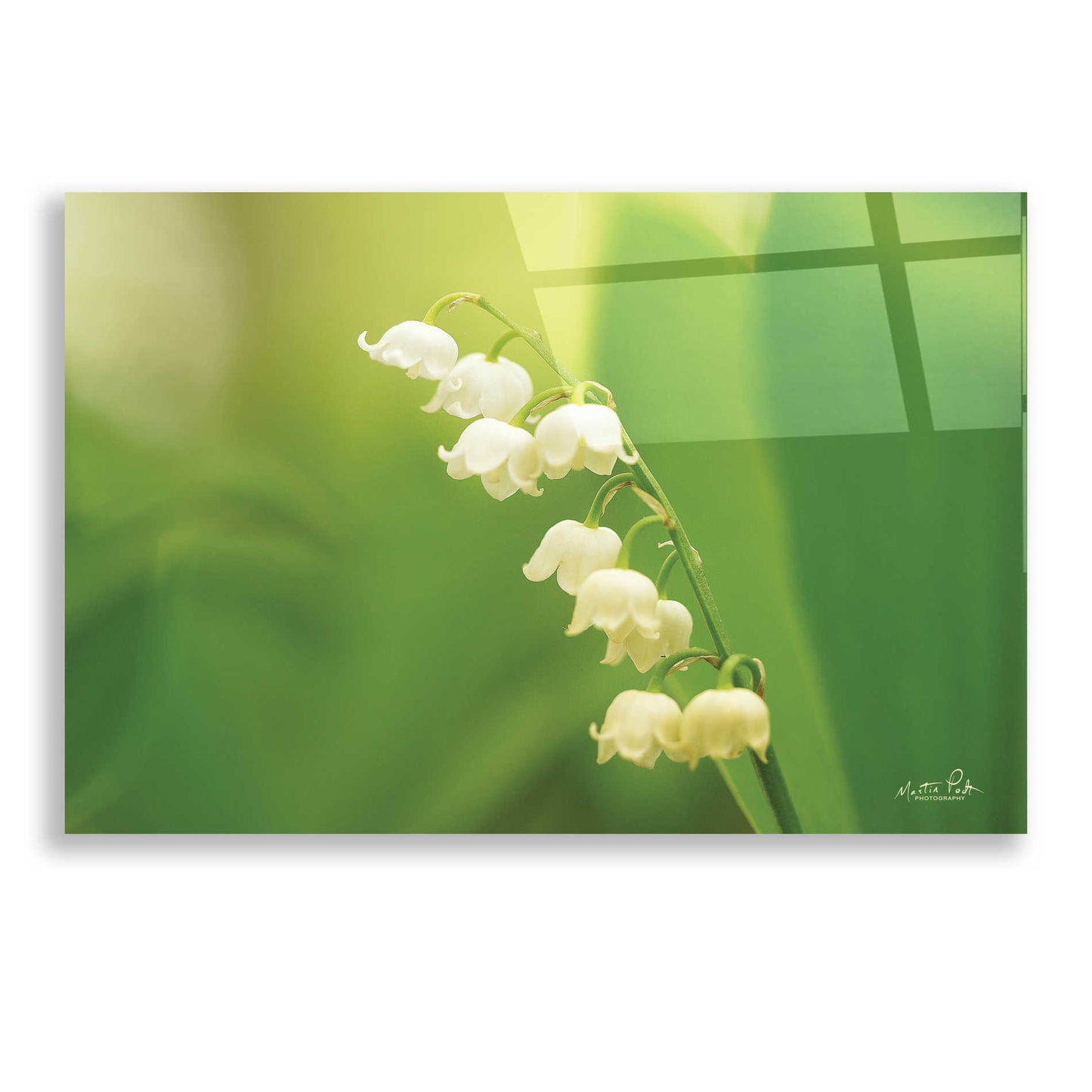 Epic Art 'Lily of the Valley' by Martin Podt, Acrylic Glass Wall Art,24x16