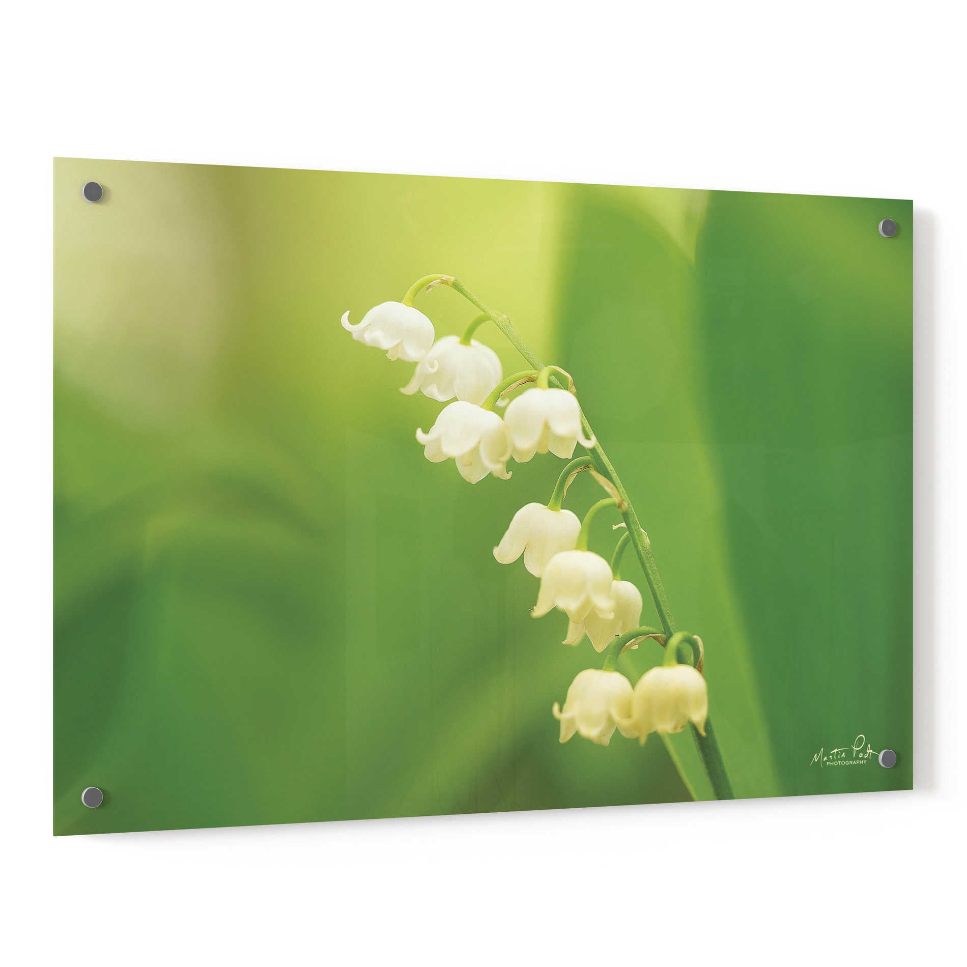 Epic Art 'Lily of the Valley' by Martin Podt, Acrylic Glass Wall Art,36x24