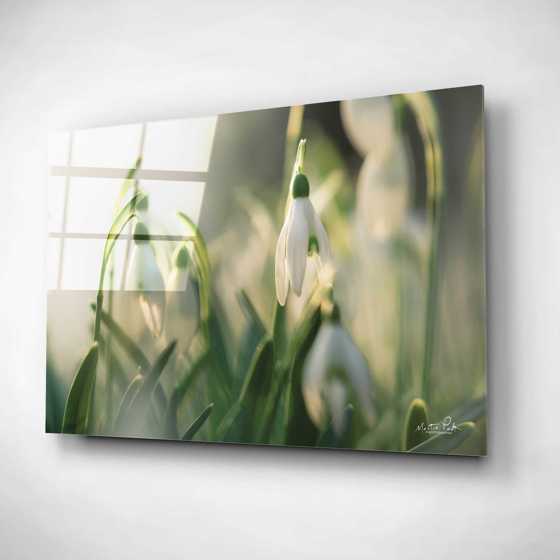 Epic Art 'Snowdrops' by Martin Podt, Acrylic Glass Wall Art,16x12
