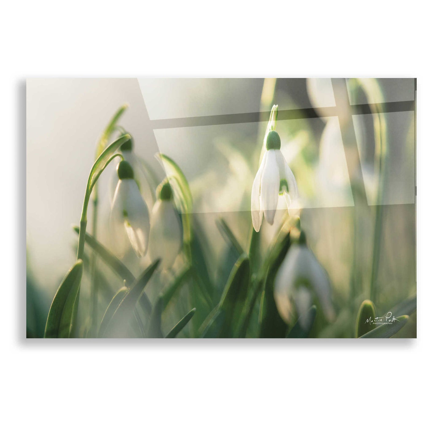 Epic Art 'Snowdrops' by Martin Podt, Acrylic Glass Wall Art,16x12