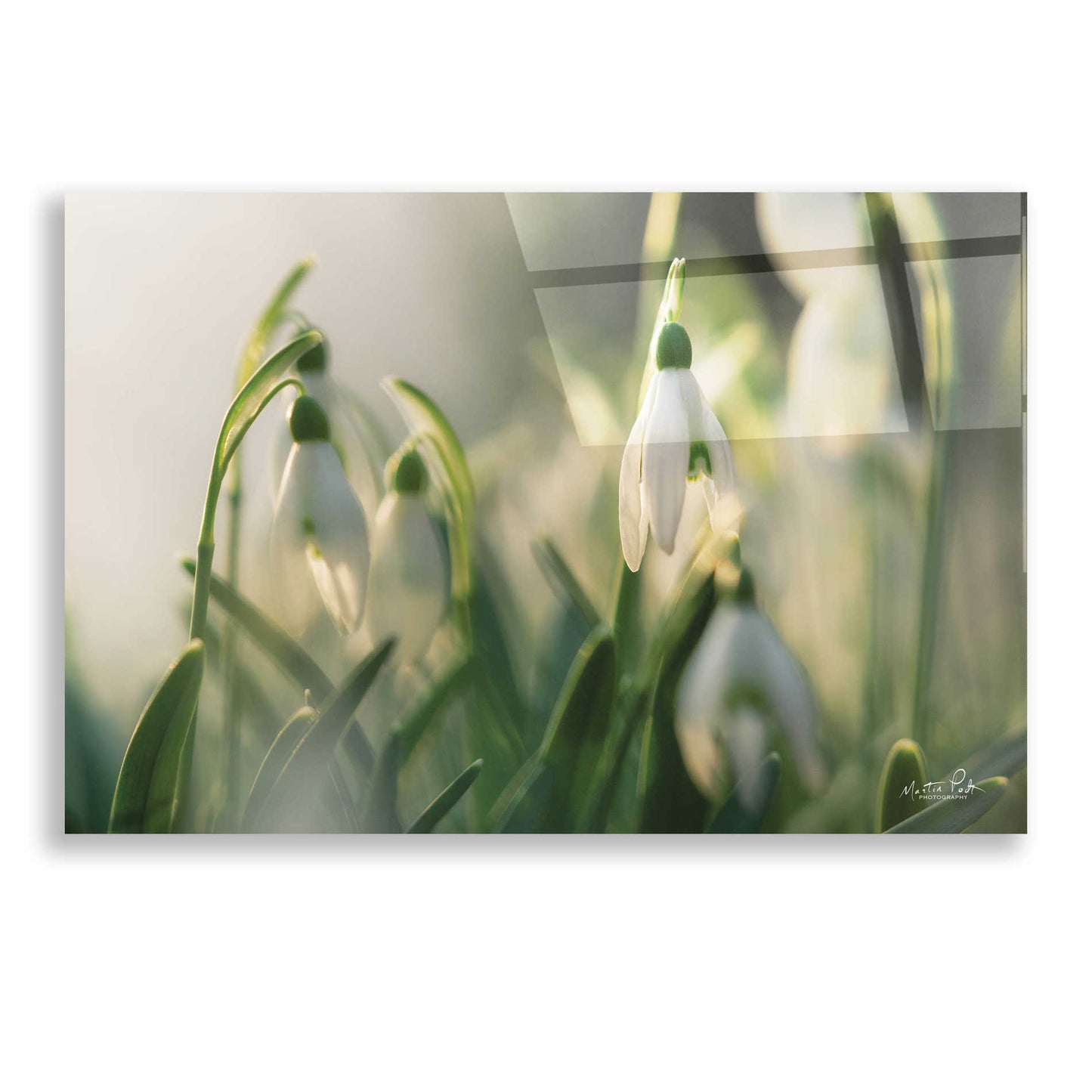 Epic Art 'Snowdrops' by Martin Podt, Acrylic Glass Wall Art,24x16