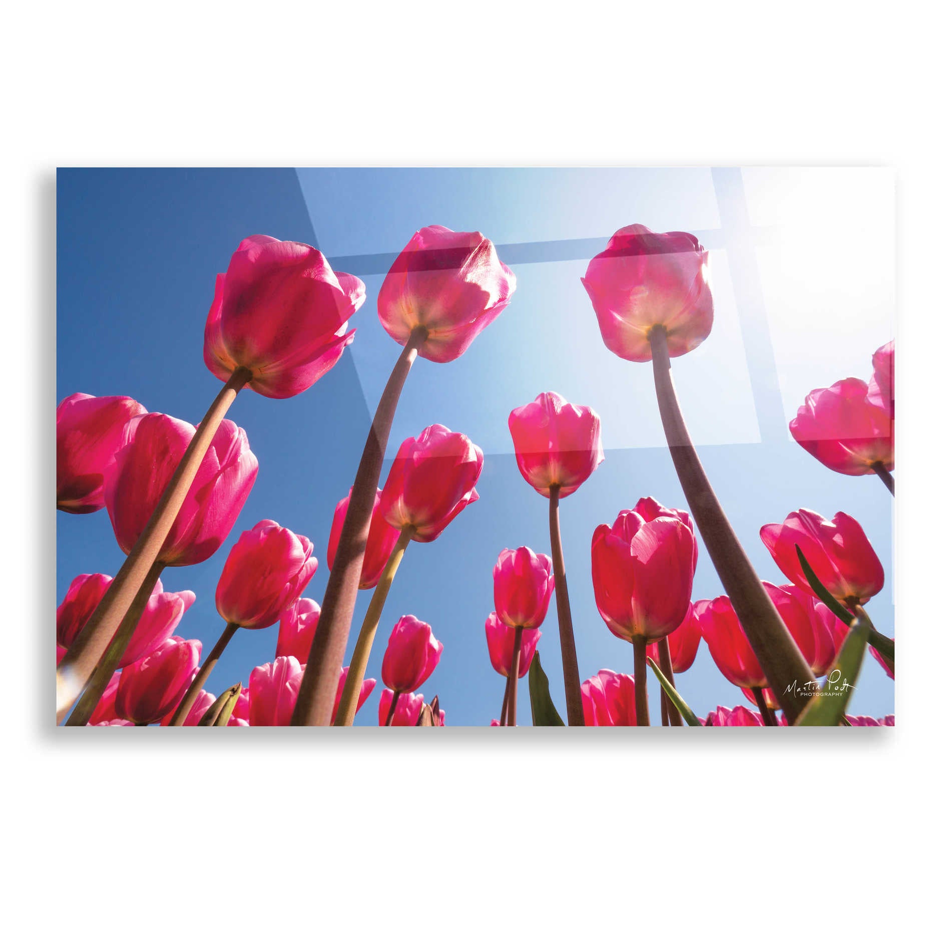 Epic Art 'Look Up in Pink' by Martin Podt, Acrylic Glass Wall Art,16x12