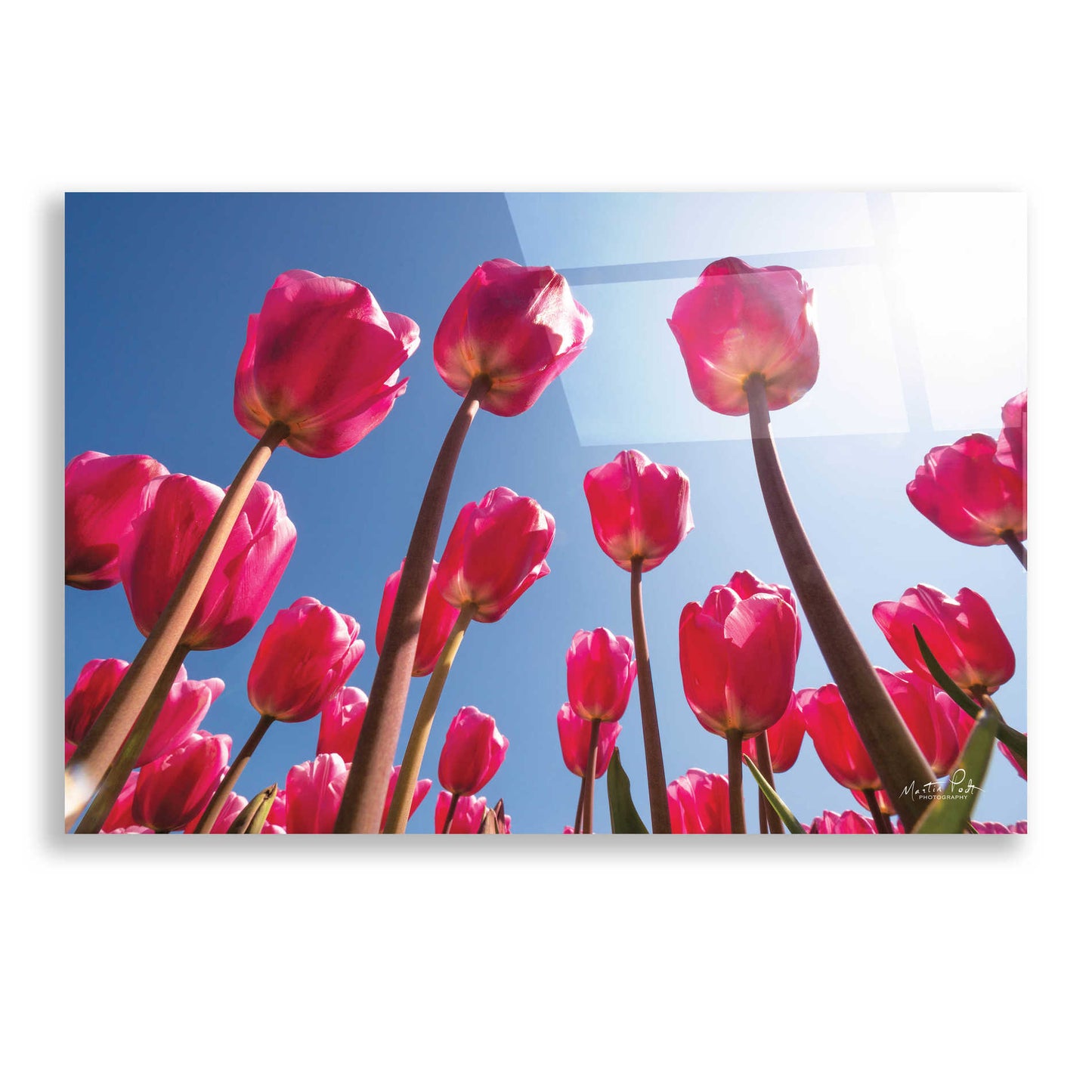 Epic Art 'Look Up in Pink' by Martin Podt, Acrylic Glass Wall Art,24x16