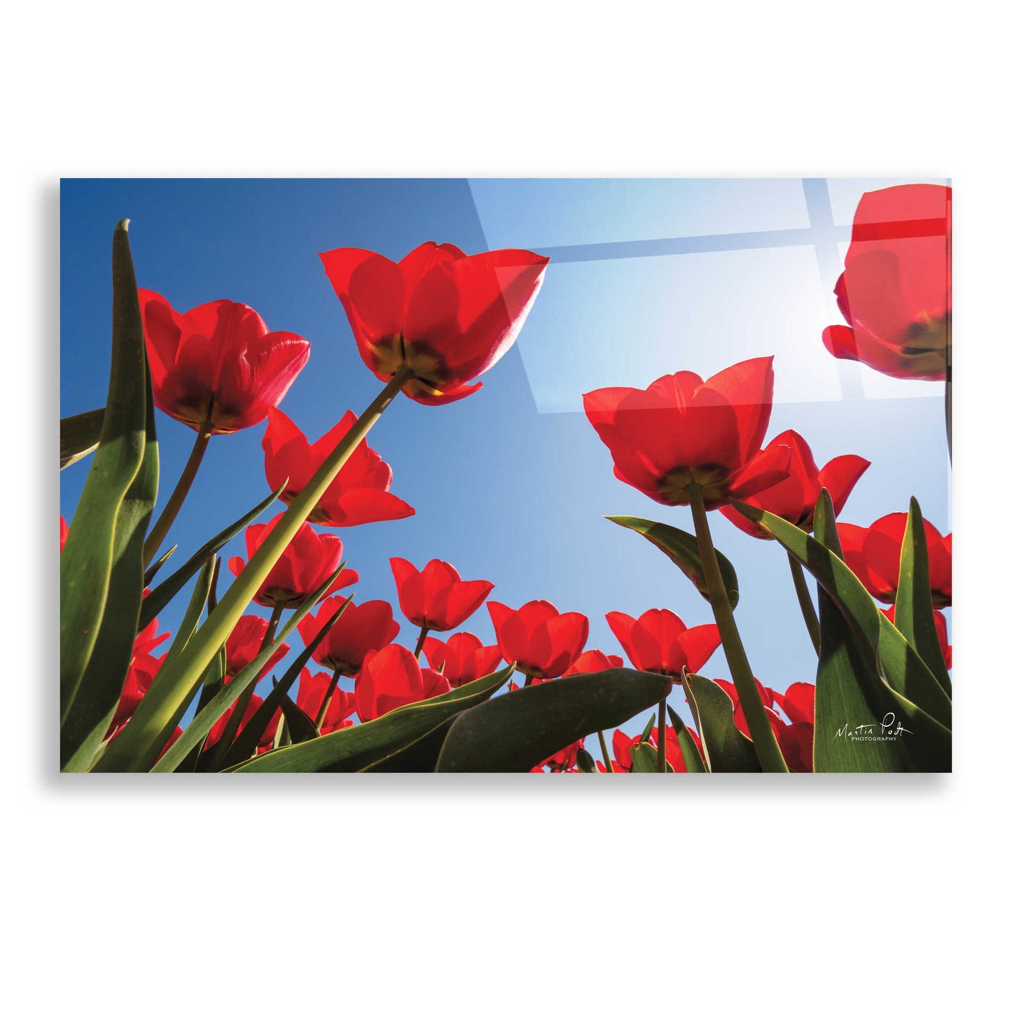 Epic Art 'Look Up in Red' by Martin Podt, Acrylic Glass Wall Art,24x16