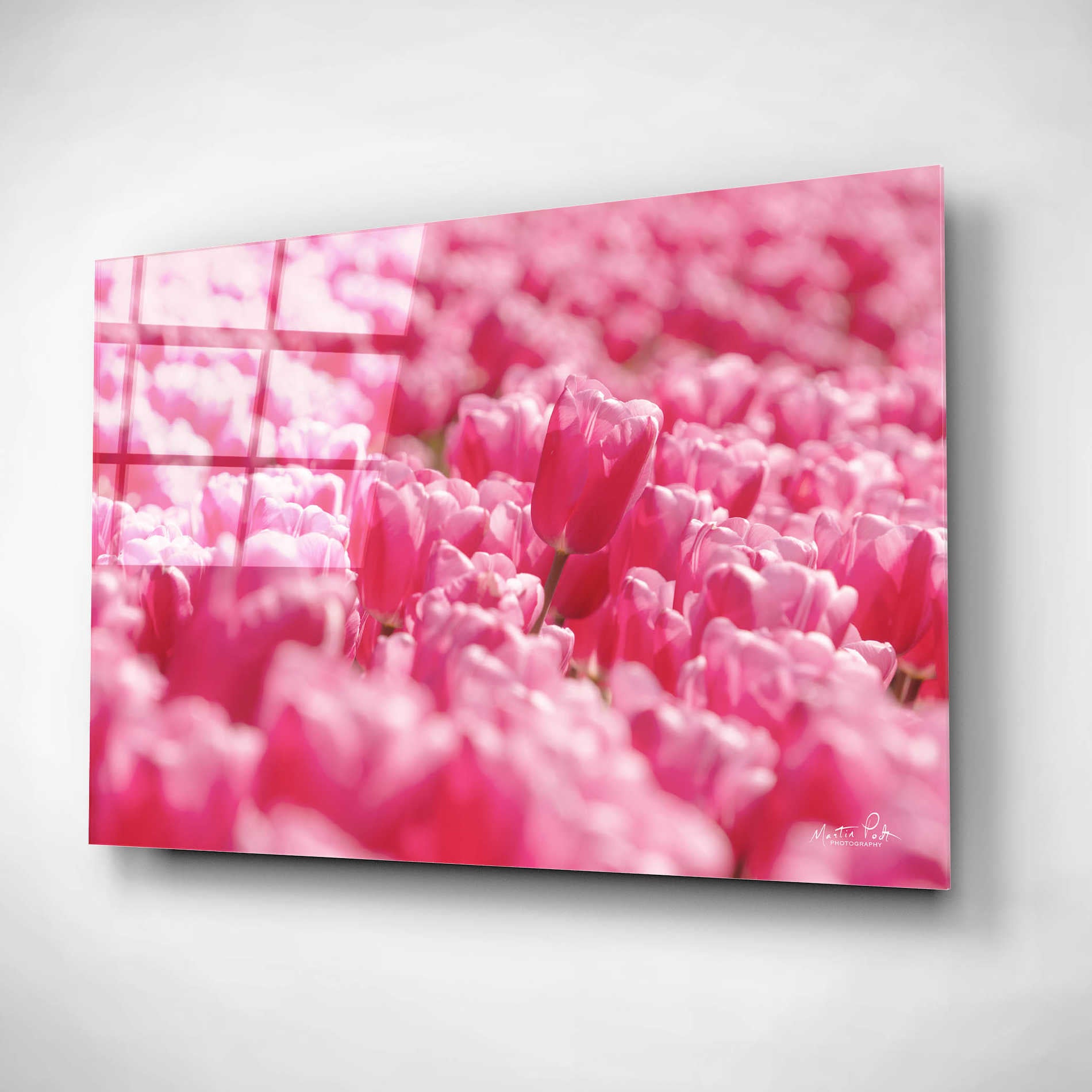 Epic Art 'Pink Field' by Martin Podt, Acrylic Glass Wall Art,16x12