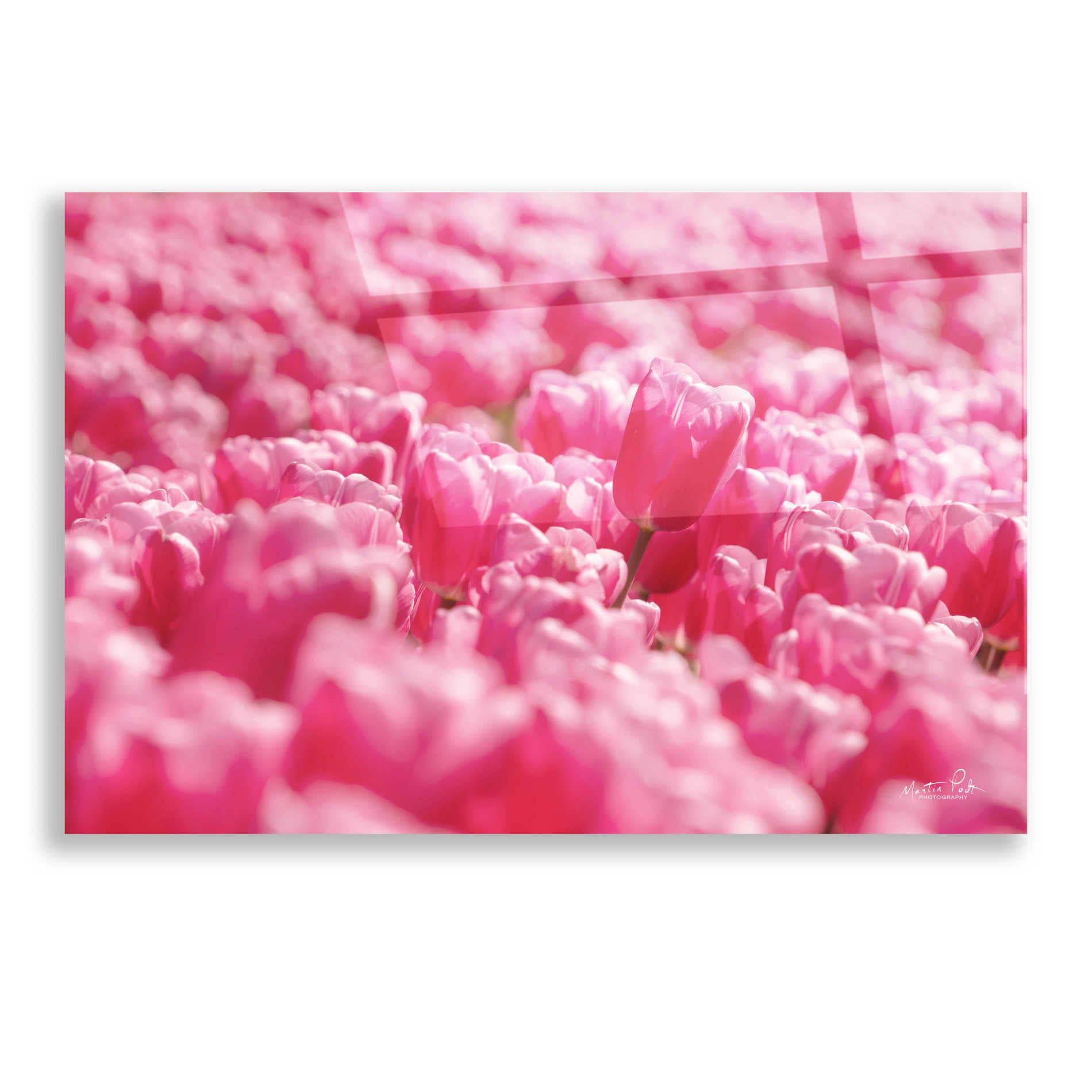 Epic Art 'Pink Field' by Martin Podt, Acrylic Glass Wall Art,16x12