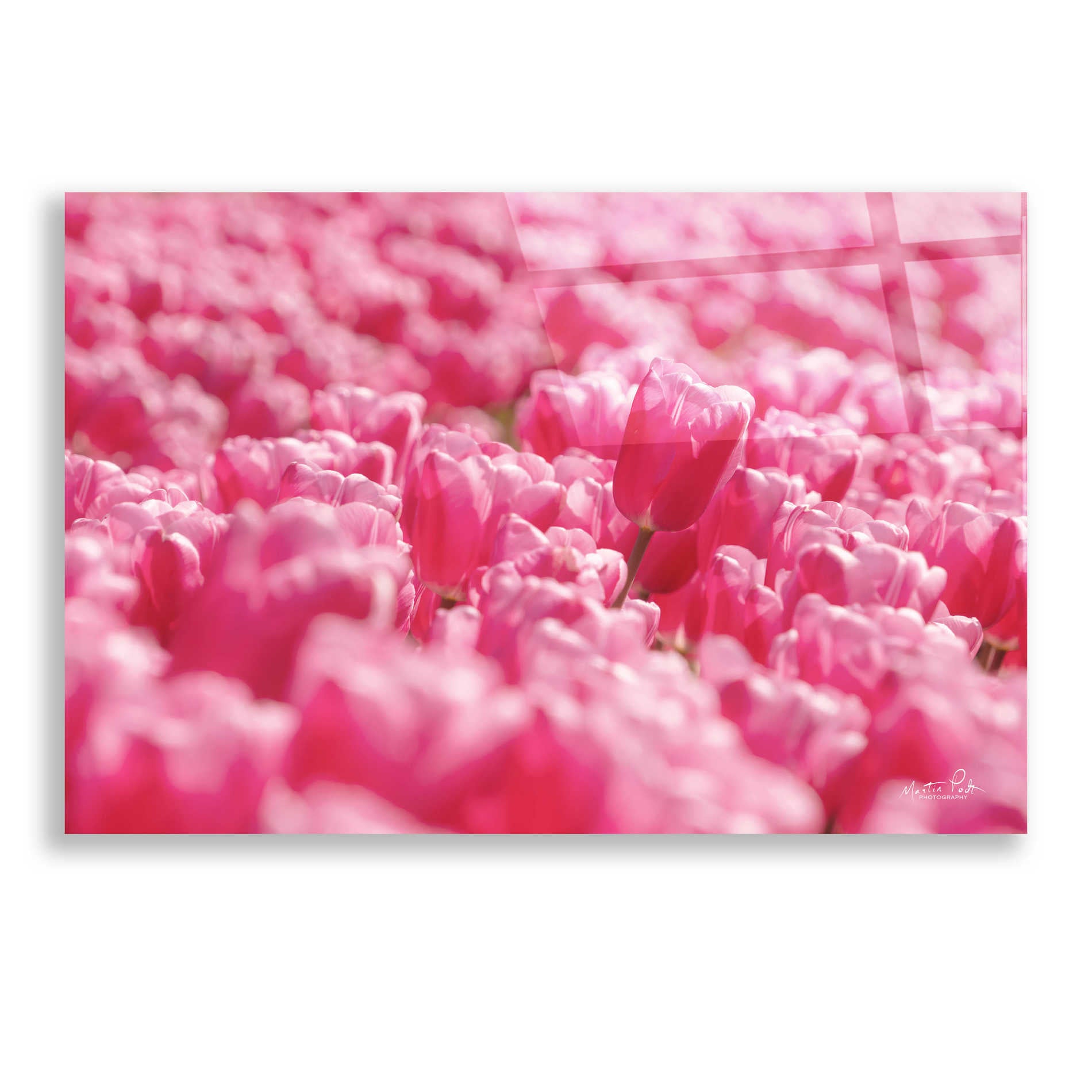 Epic Art 'Pink Field' by Martin Podt, Acrylic Glass Wall Art,24x16