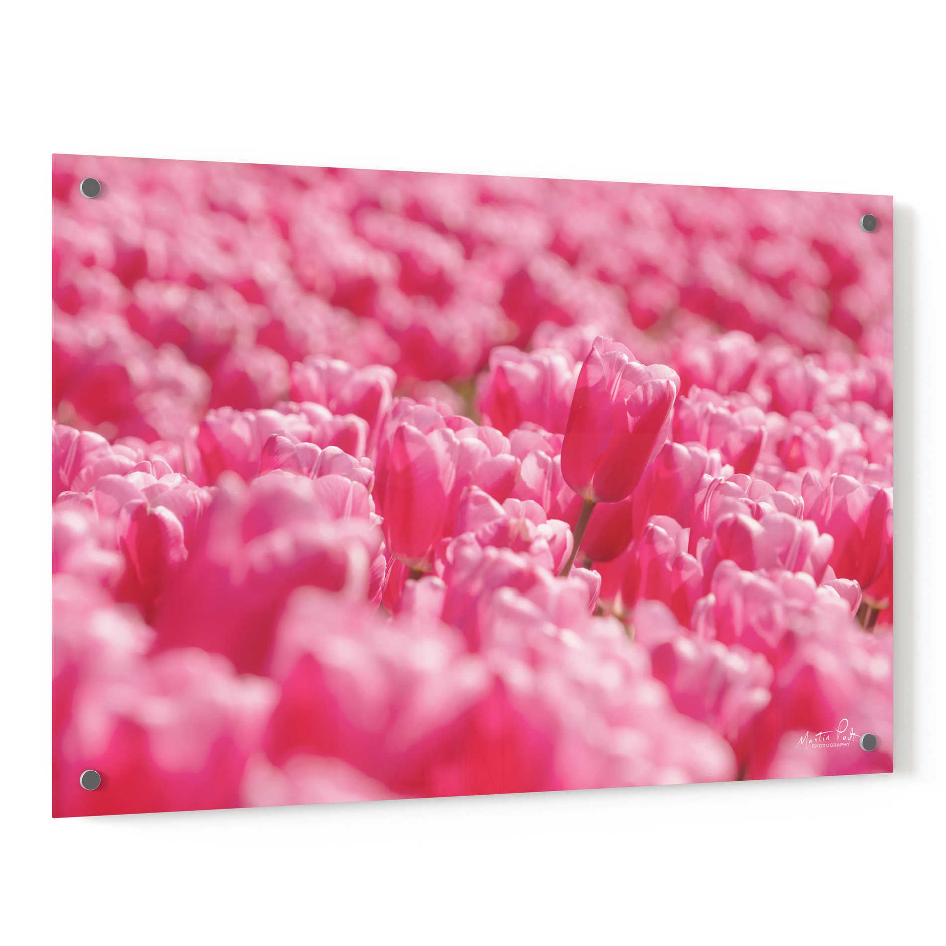 Epic Art 'Pink Field' by Martin Podt, Acrylic Glass Wall Art,36x24