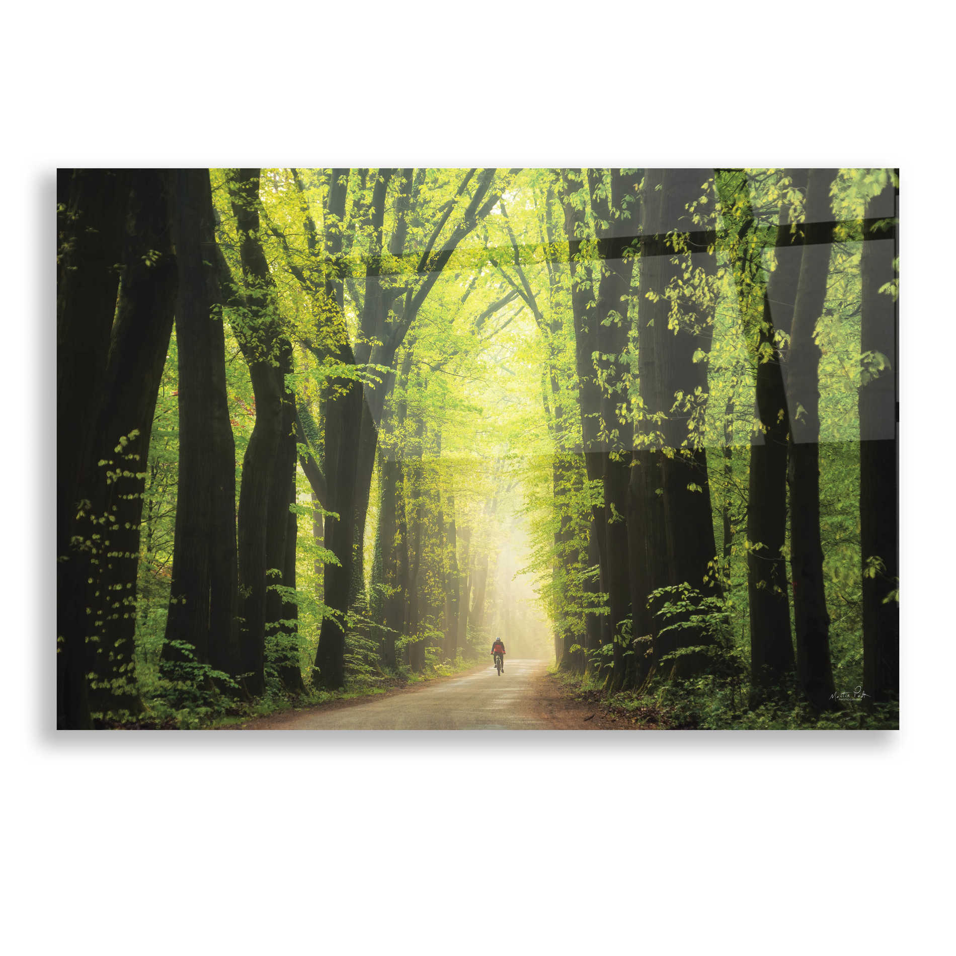 Epic Art 'Among Giants in Springtime' by Martin Podt, Acrylic Glass Wall Art,16x12