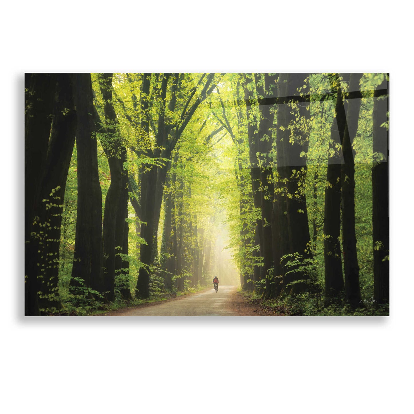 Epic Art 'Among Giants in Springtime' by Martin Podt, Acrylic Glass Wall Art,24x16