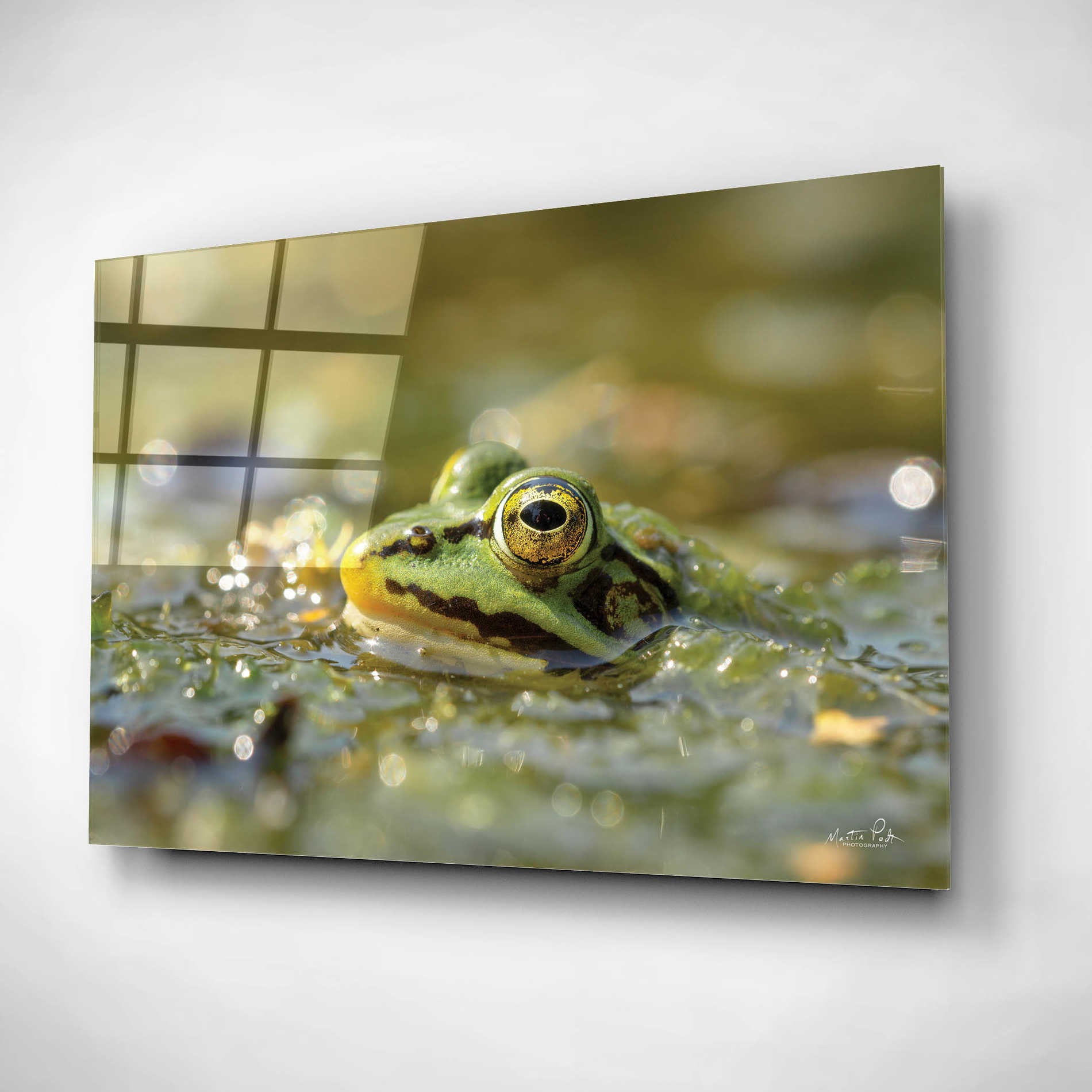 Epic Art 'Frog' by Martin Podt, Acrylic Glass Wall Art,16x12