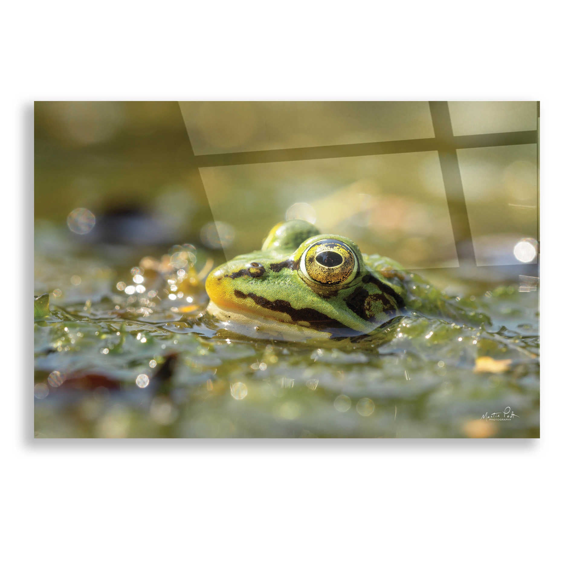 Epic Art 'Frog' by Martin Podt, Acrylic Glass Wall Art,16x12