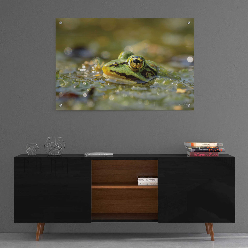 Epic Art 'Frog' by Martin Podt, Acrylic Glass Wall Art,36x24