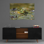 Epic Art 'Frog' by Martin Podt, Acrylic Glass Wall Art,36x24