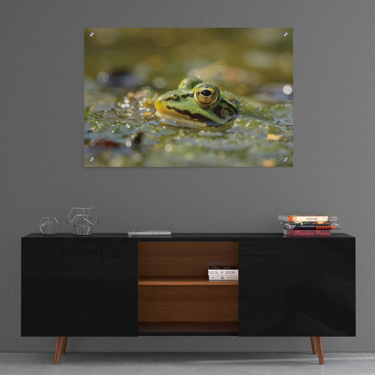 Epic Art 'Frog' by Martin Podt, Acrylic Glass Wall Art,36x24