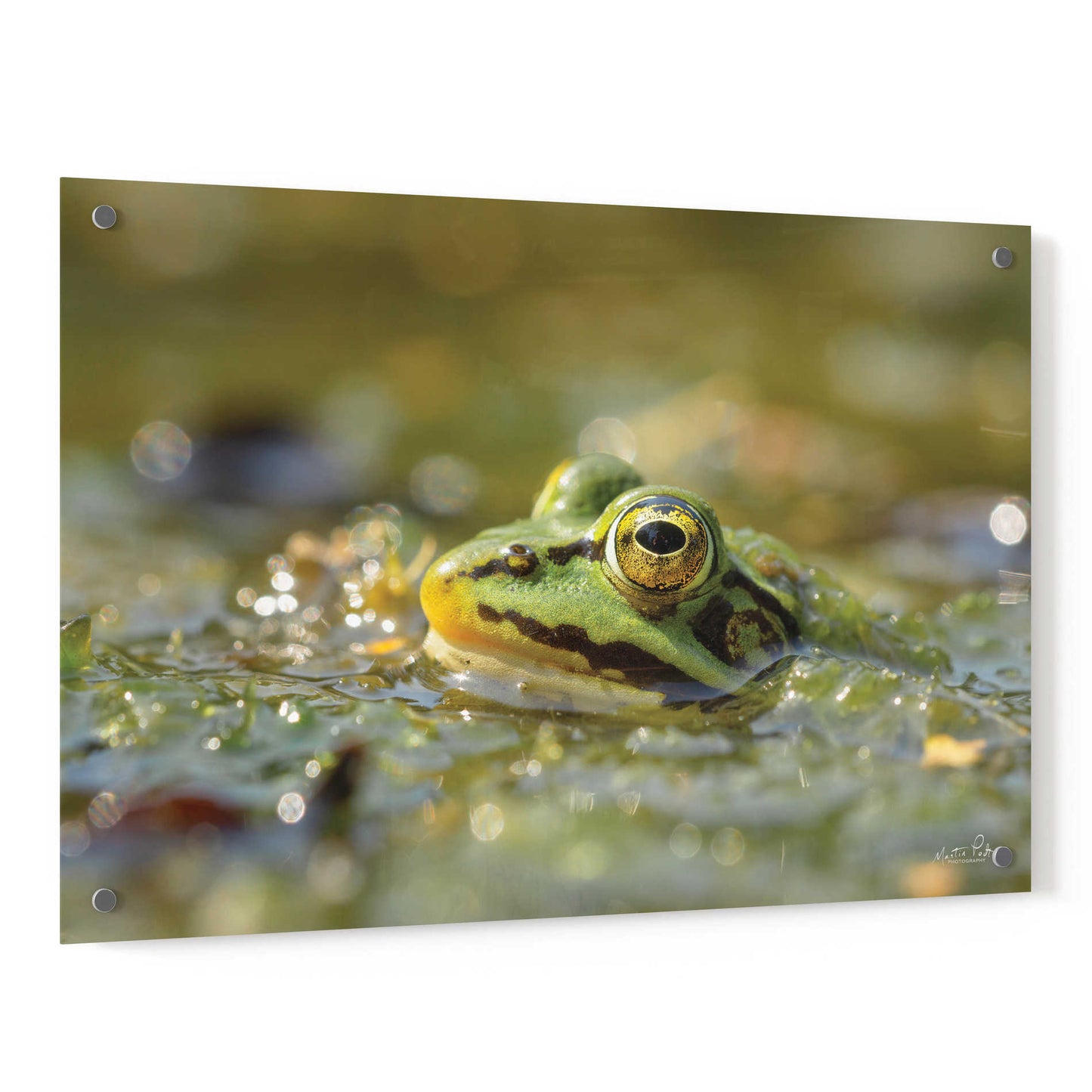 Epic Art 'Frog' by Martin Podt, Acrylic Glass Wall Art,36x24