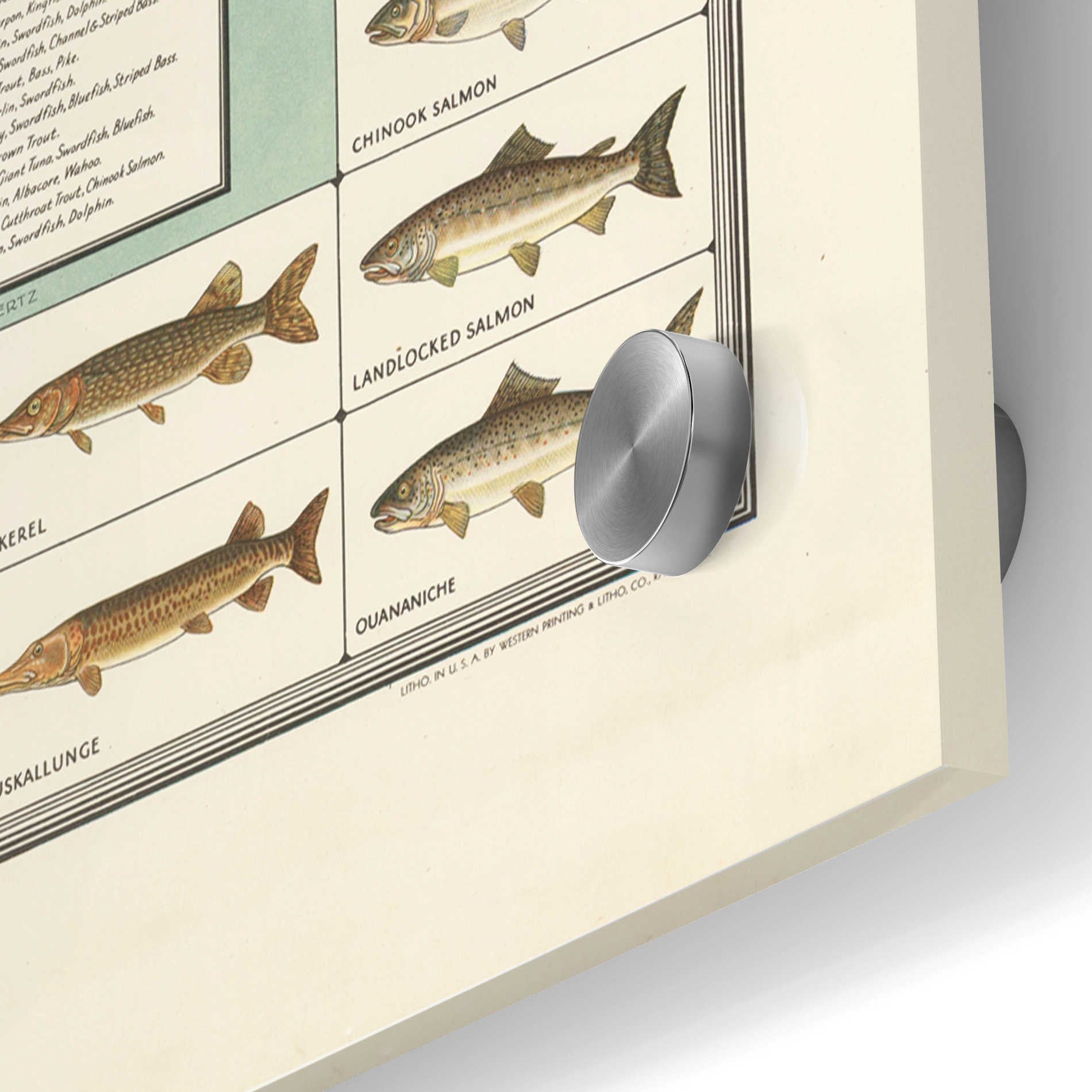 Epic Art 'Big Game Fish Map' by Stellar Design Studio, Acrylic Glass Wall Art,36x36
