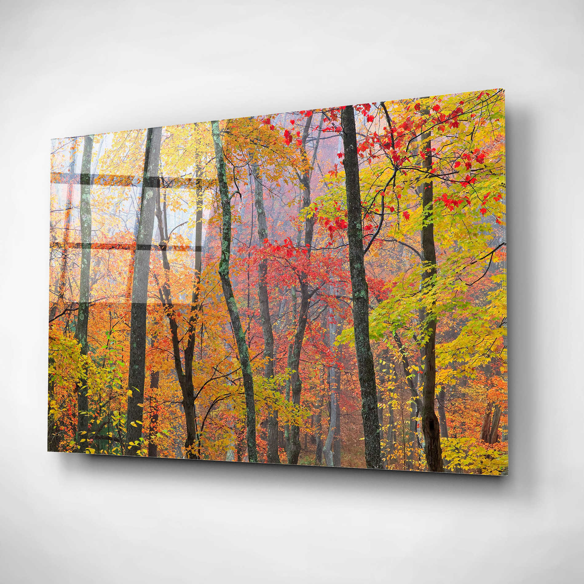 Epic Art 'Autumn Colors' by Patrick Zephyr, Acrylic Glass Wall Art,16x12