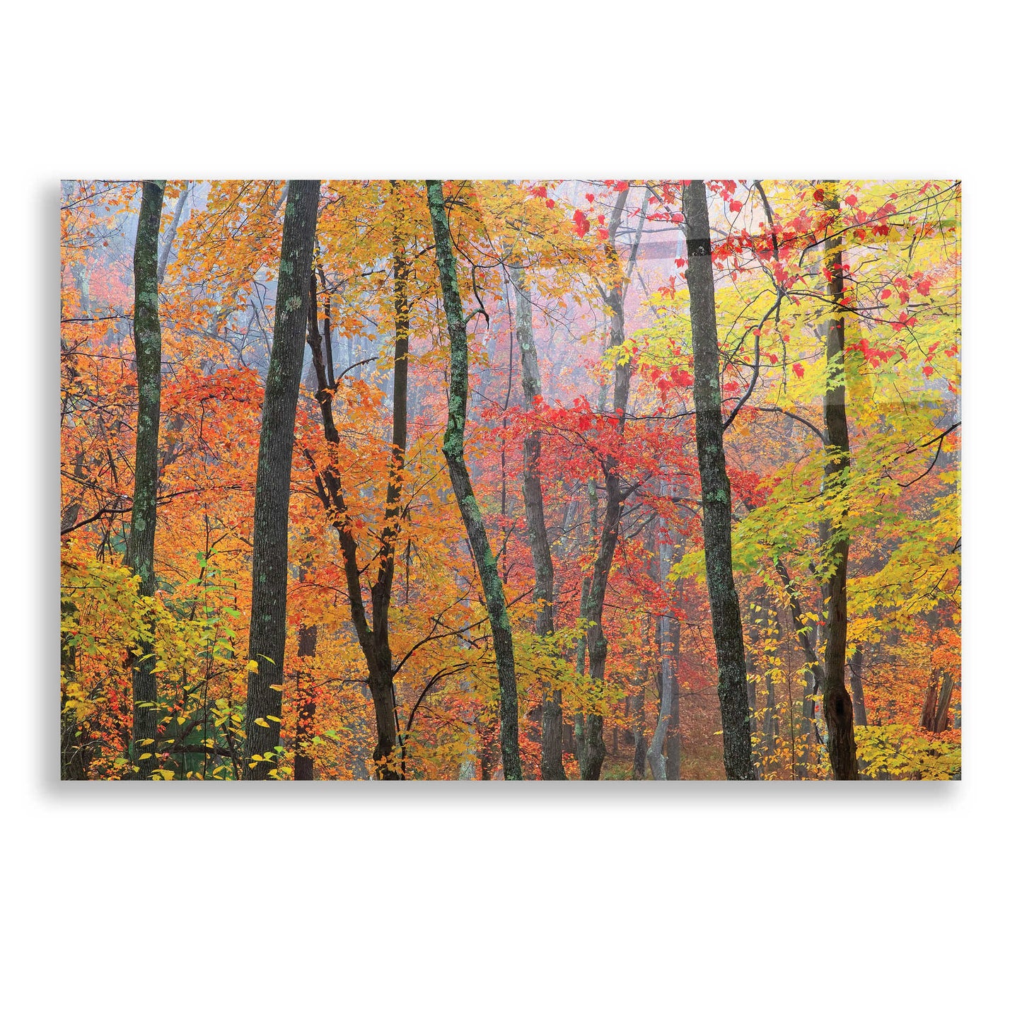 Epic Art 'Autumn Colors' by Patrick Zephyr, Acrylic Glass Wall Art,24x16