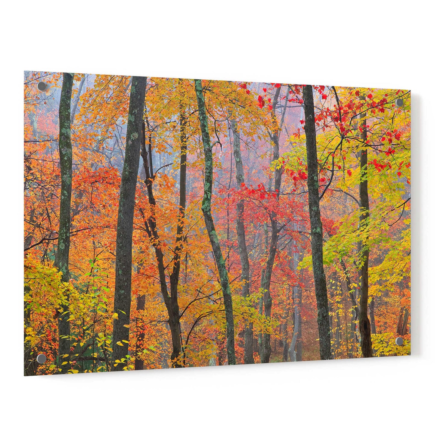 Epic Art 'Autumn Colors' by Patrick Zephyr, Acrylic Glass Wall Art,36x24
