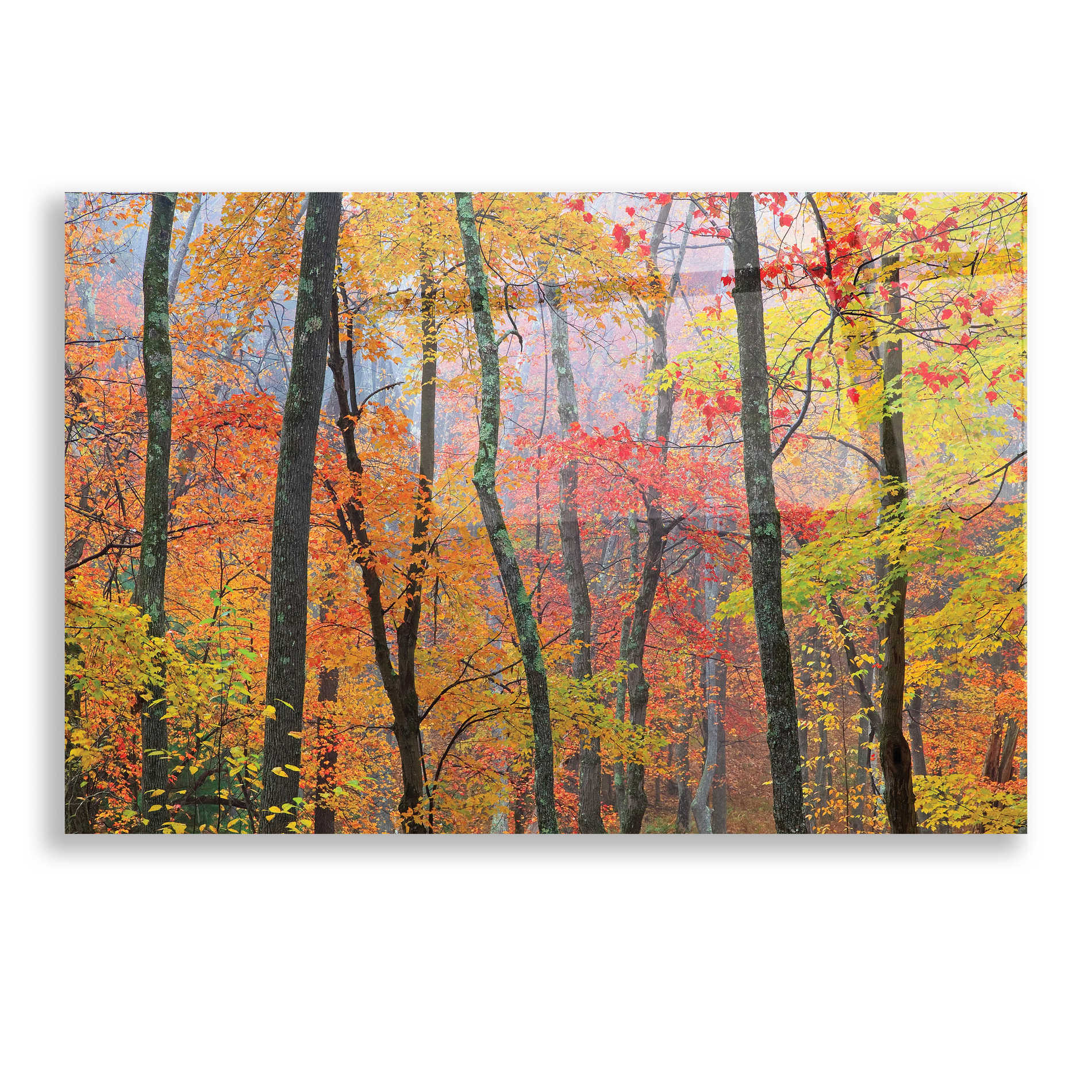 Epic Art 'Autumn Colors' by Patrick Zephyr, Acrylic Glass Wall Art