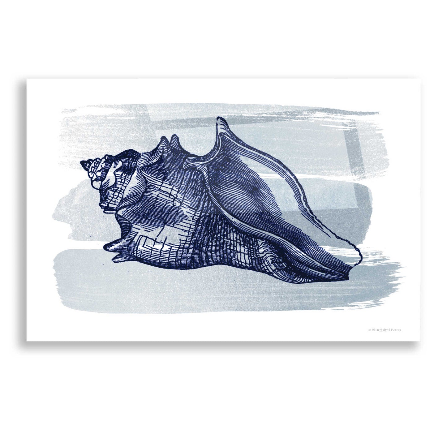 Epic Art 'Brushed Midnight Blue Seashell' by Bluebird Barn, Acrylic Glass Wall Art,16x12