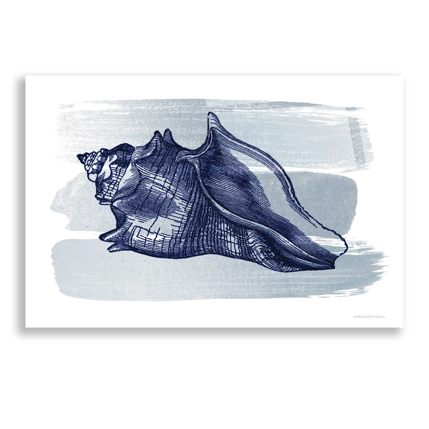 Epic Art 'Brushed Midnight Blue Seashell' by Bluebird Barn, Acrylic Glass Wall Art,24x16