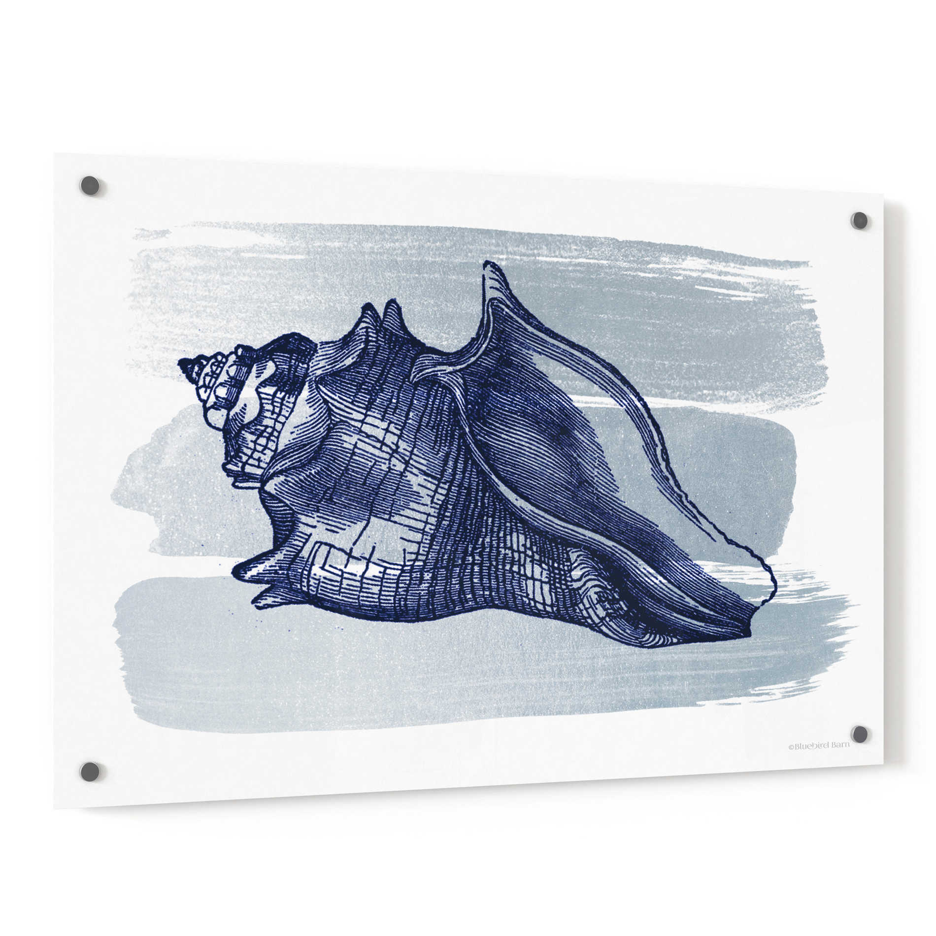 Epic Art 'Brushed Midnight Blue Seashell' by Bluebird Barn, Acrylic Glass Wall Art,36x24