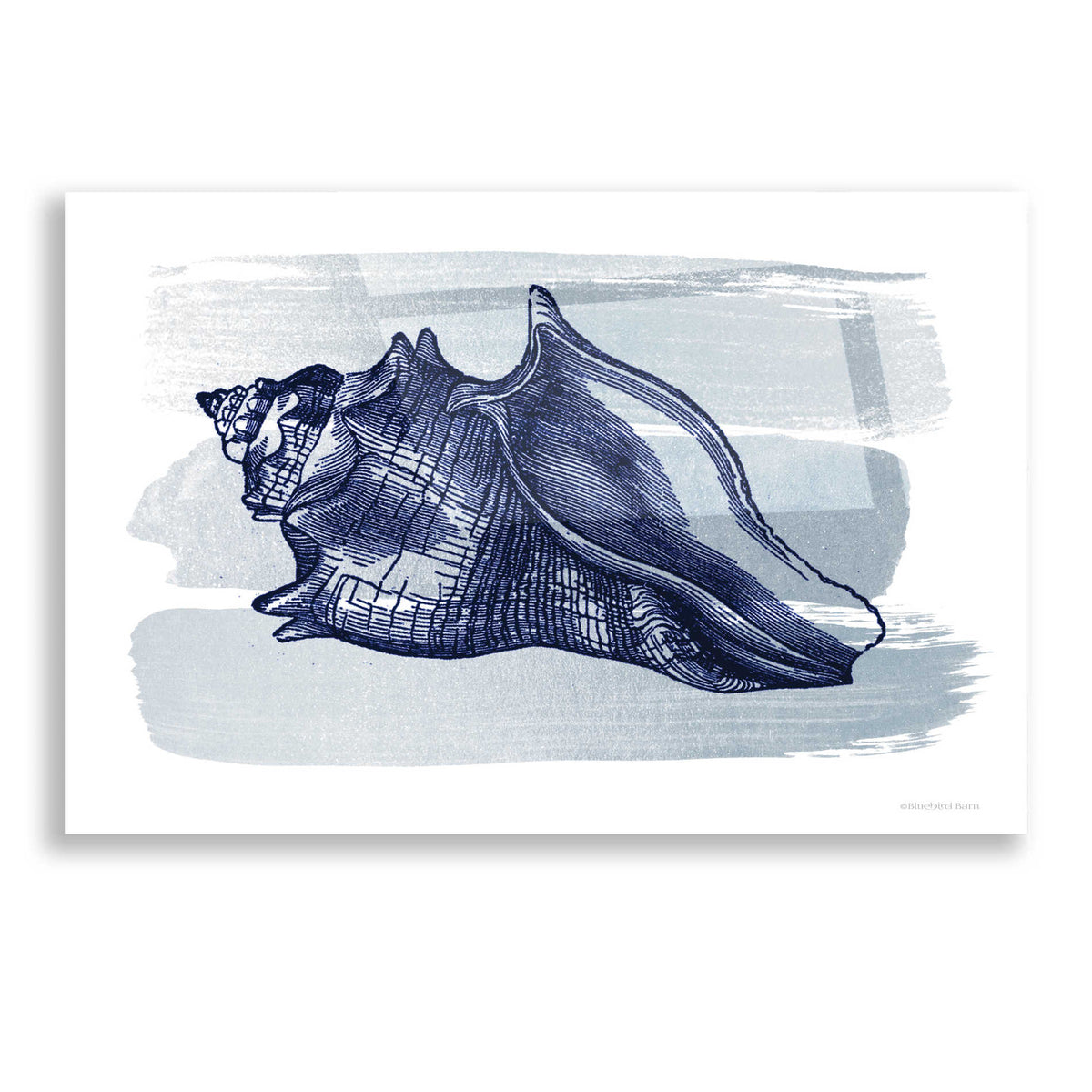 Epic Art 'Brushed Midnight Blue Seashell' by Bluebird Barn, Acrylic Glass Wall Art